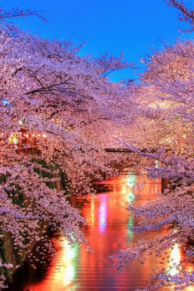 Cherry Blossom Wallpapers Nice - HD Wallpaper 