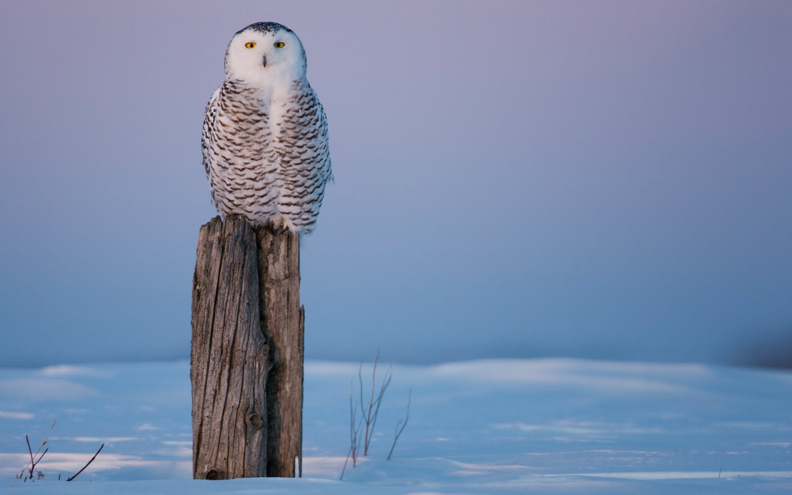 Snowy Owl On Stump - HD Wallpaper 