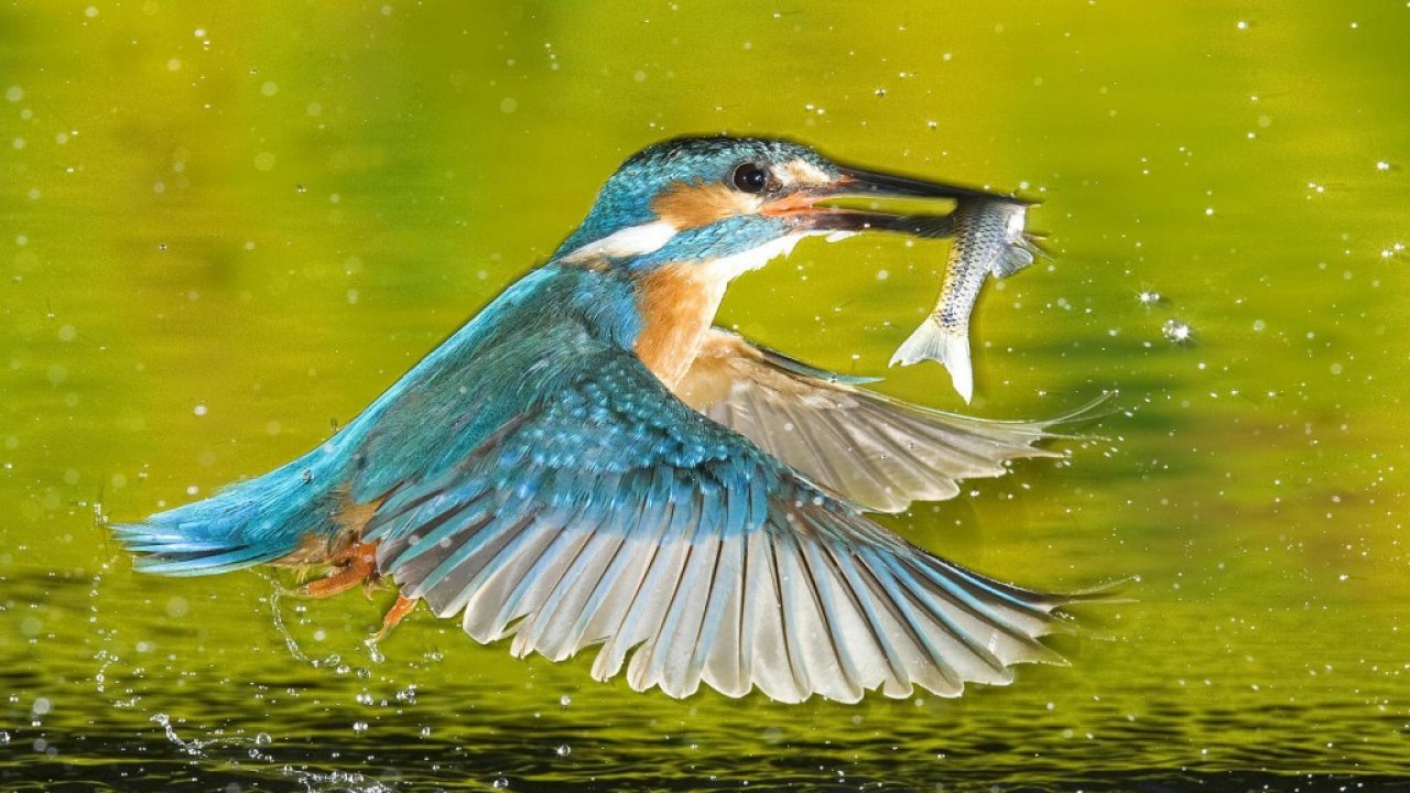 Kingfisher, Hunting, Fish, Awesome, Hd, New, Wallpapers, - Kingfisher Bird Photos Download - HD Wallpaper 