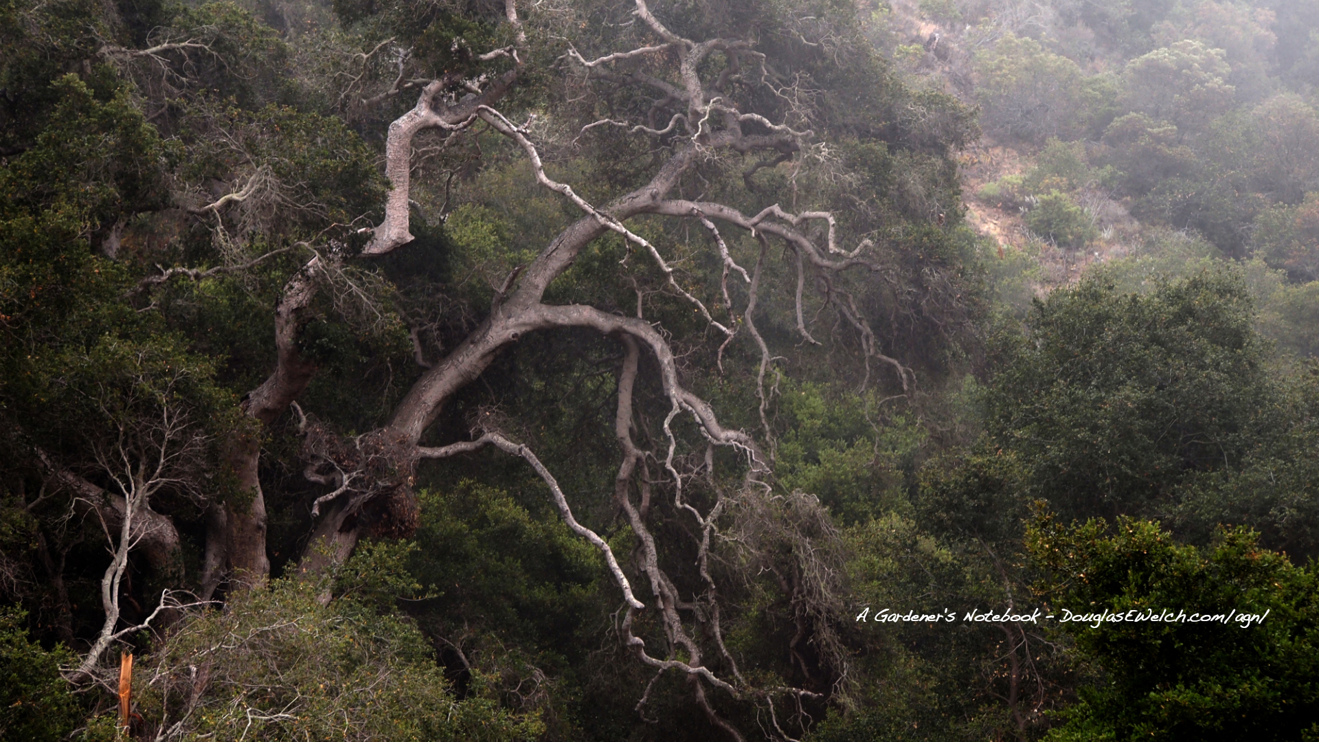 Old-growth Forest - HD Wallpaper 