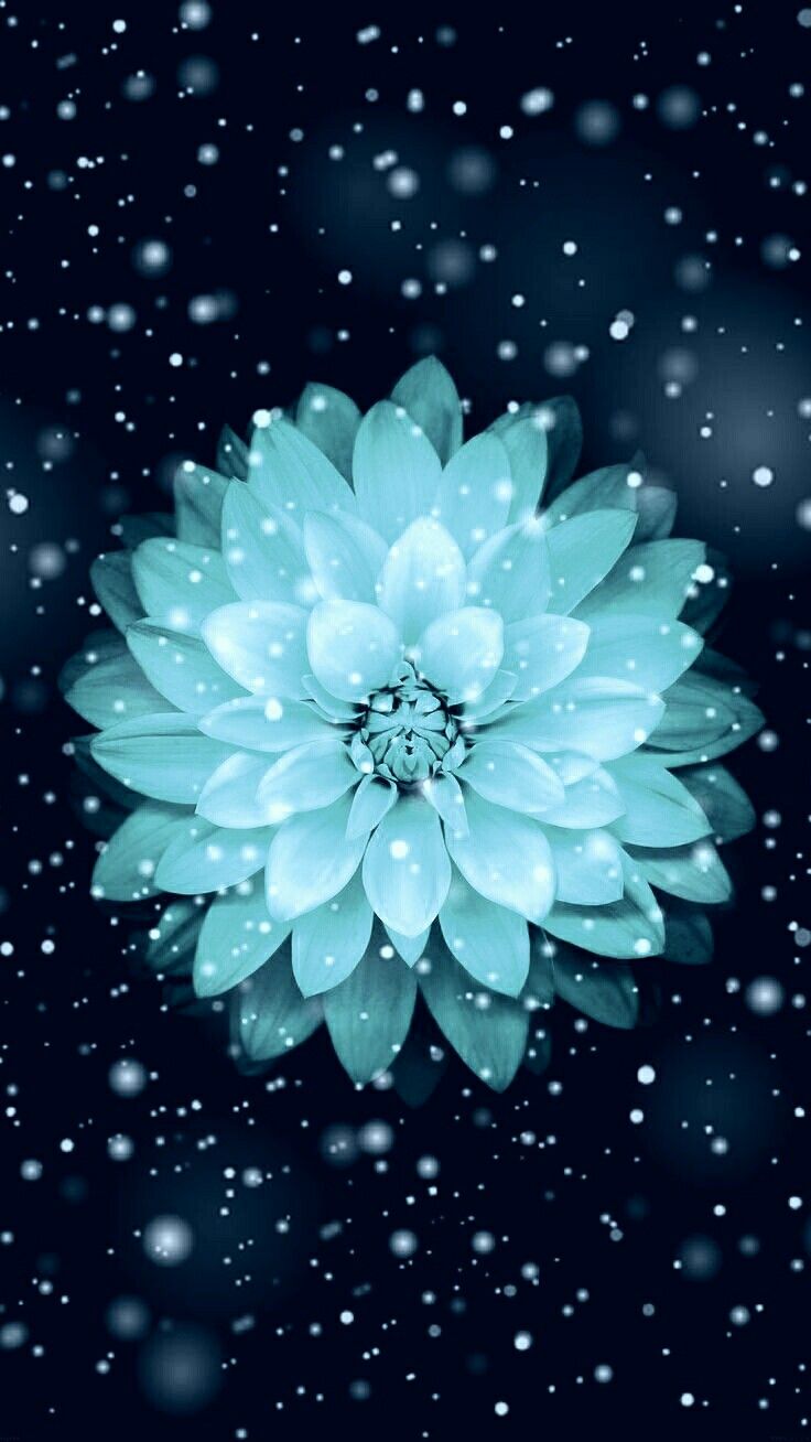 Iphone Wallpaper Flower Aqua - HD Wallpaper 