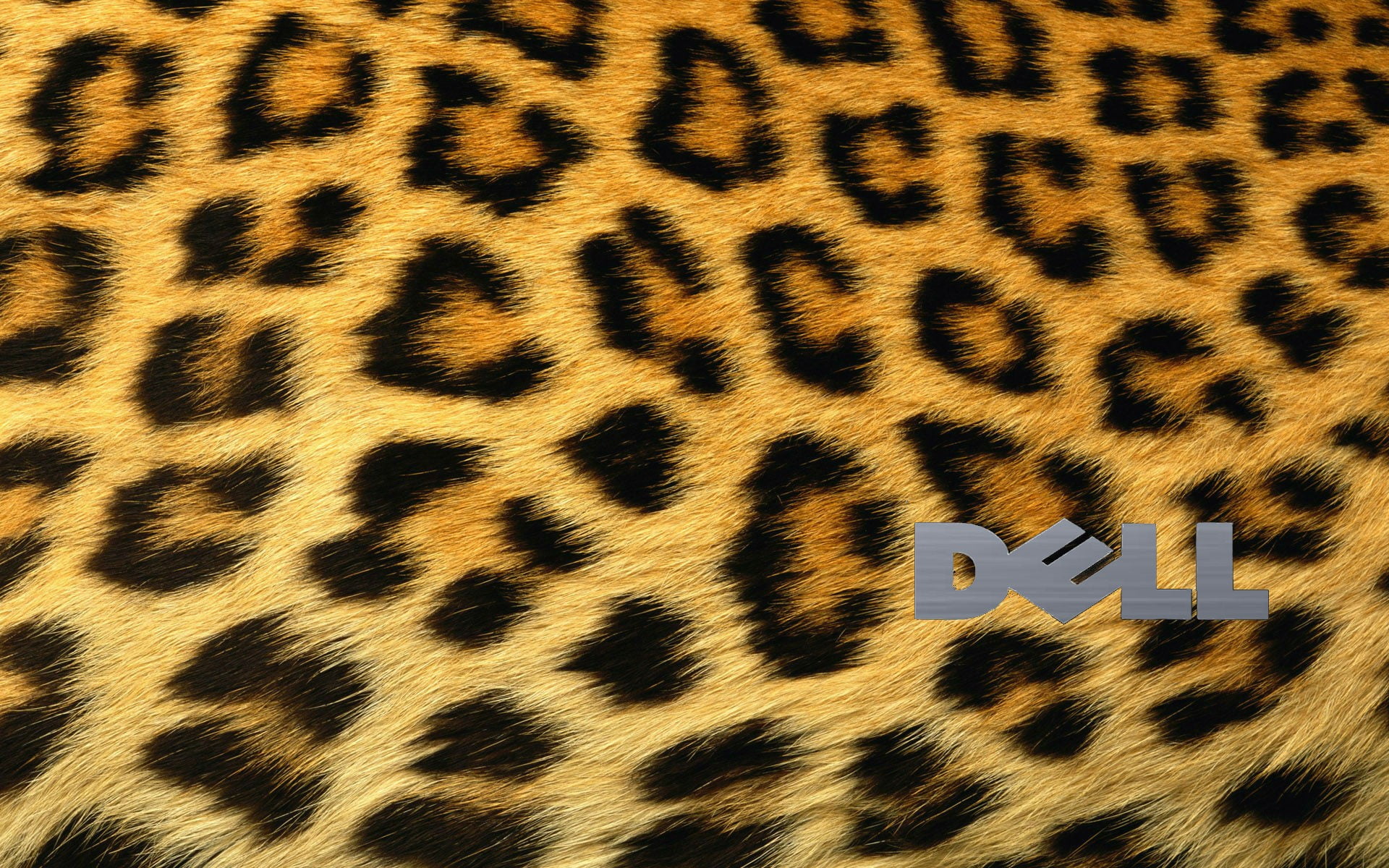 Cheetah Patterns - HD Wallpaper 