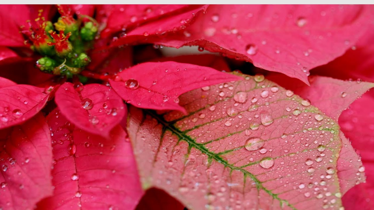 Dew Drops On Petal - HD Wallpaper 