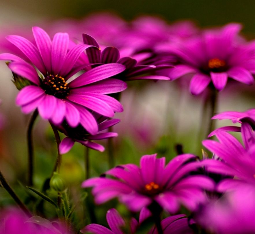 Download Free Mobile Wallpaper For Your Mobile Phone - Flower Images With Downloading - HD Wallpaper 