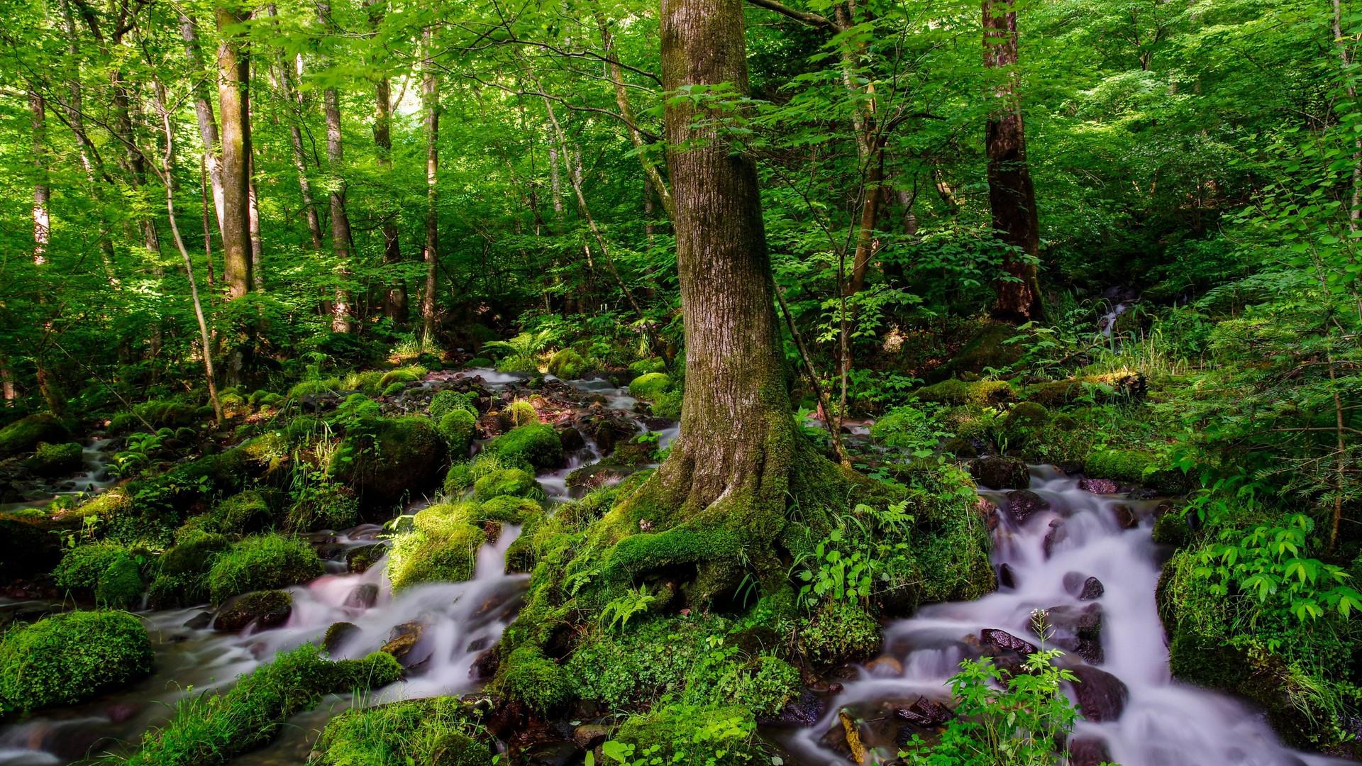 Iphone Wallpaper Forest Stream - HD Wallpaper 