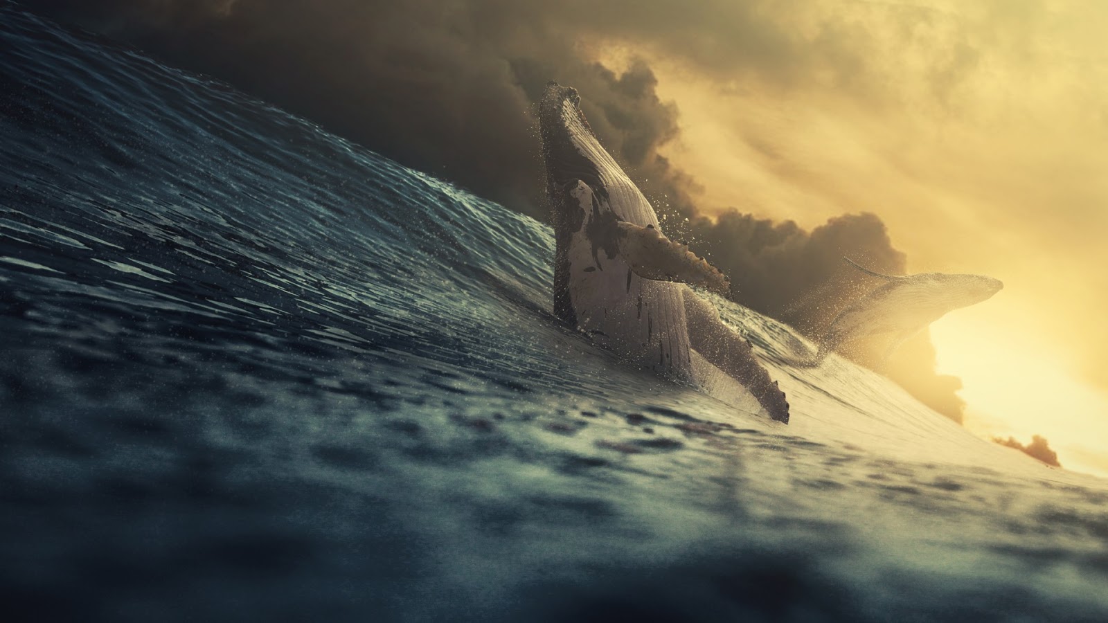Whale Wallpaper Phome - HD Wallpaper 