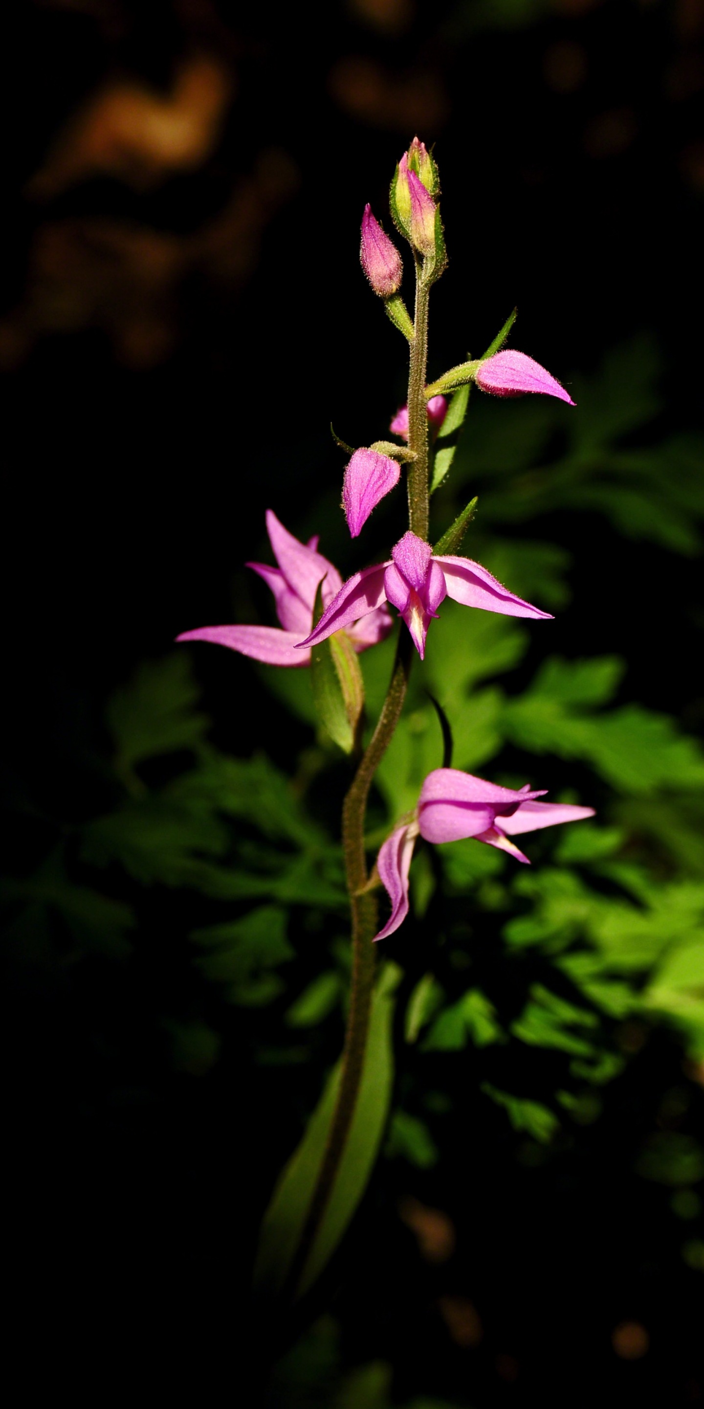 Mobile Backgrounds Free Download - Papel De Parede Bonito Para Celular J5 - HD Wallpaper 