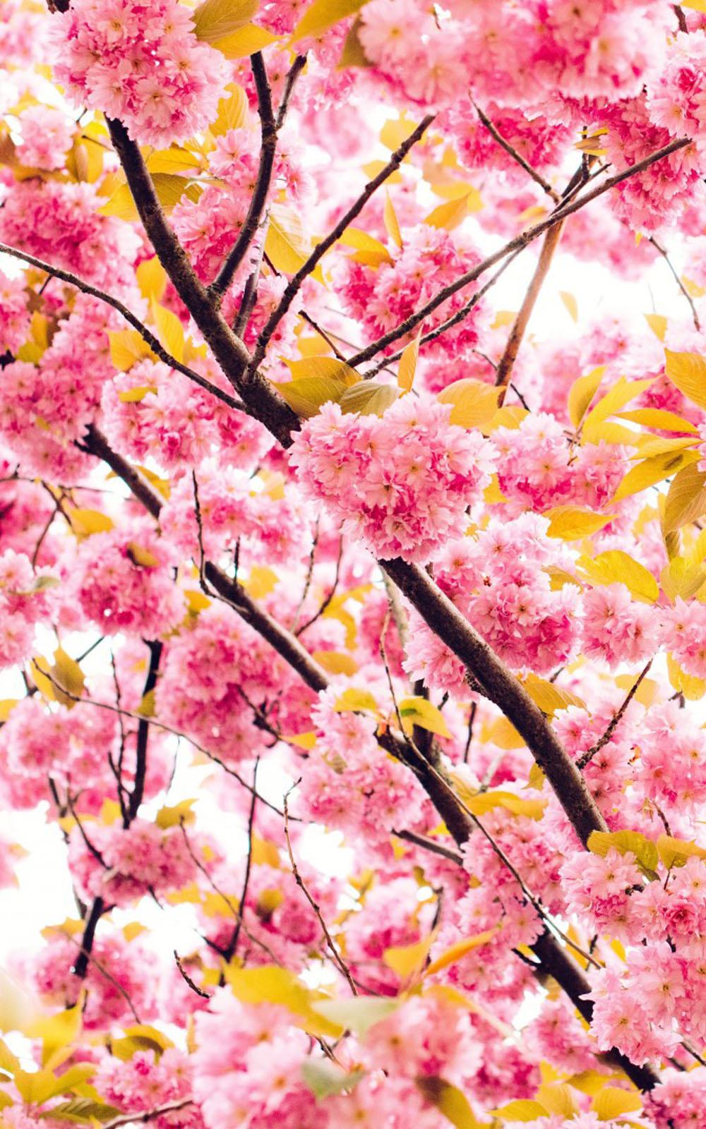 Iphone X Wallpaper Cherry Blossom - HD Wallpaper 