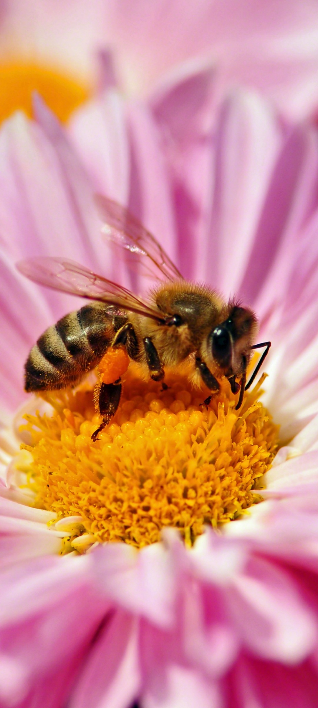 Mobile Backgrounds Free Download - Smartphone Hintergrund Full Hd Blume - HD Wallpaper 