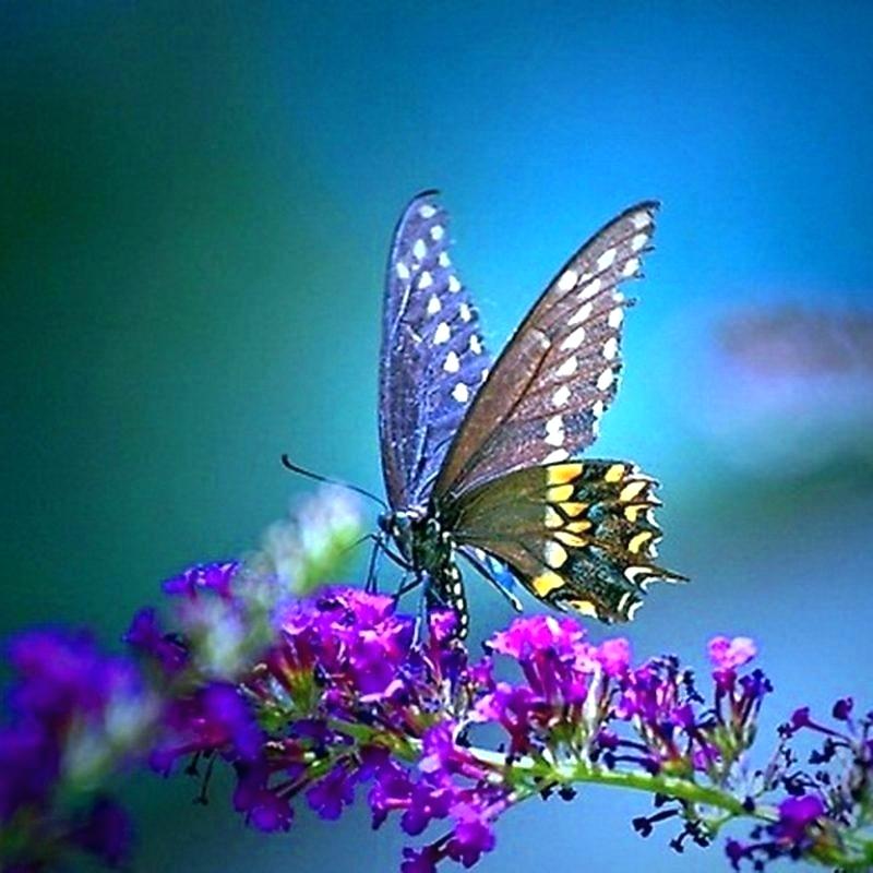 Most Popular Wallpaper Most Popular Wallpaper Most - Best Butterfly Wallpaper Hd - HD Wallpaper 