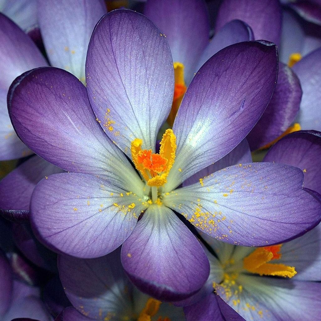 Beautiful Big - HD Wallpaper 