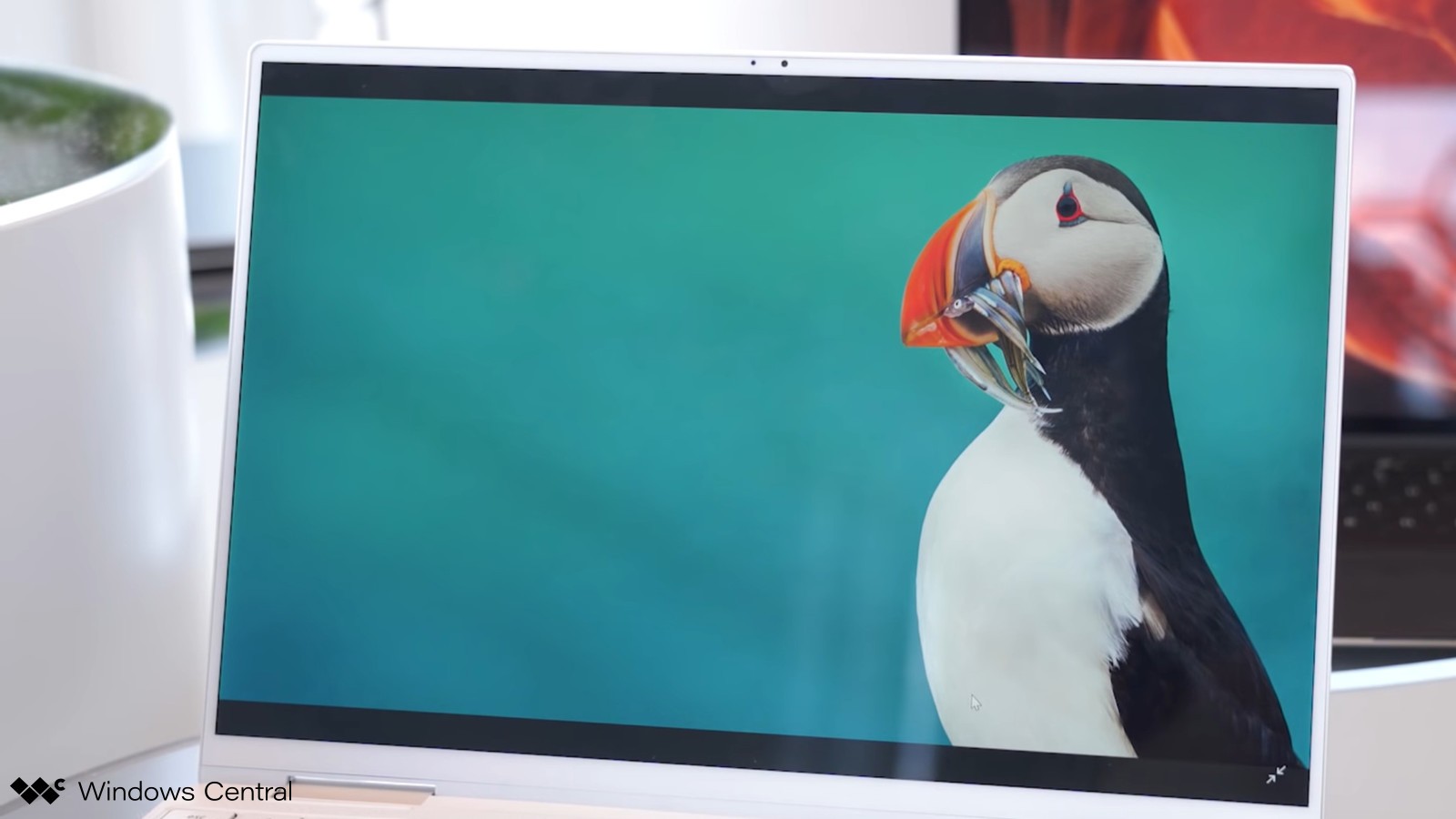 Atlantic Puffin - HD Wallpaper 