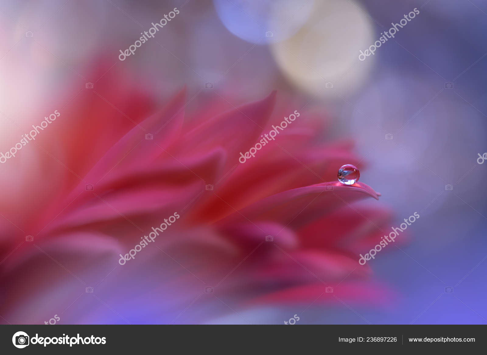 Macro Photography - HD Wallpaper 