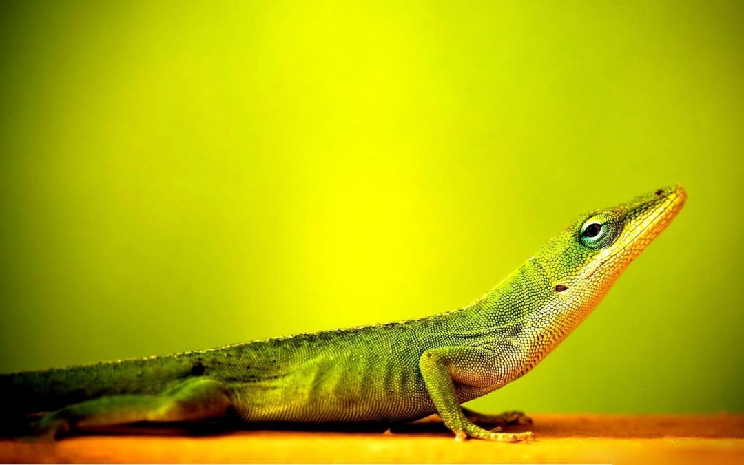 Cute Wallpapers For Your Phone Iphone Best Wonder Animals - Lizard Wallpaper Hd - HD Wallpaper 