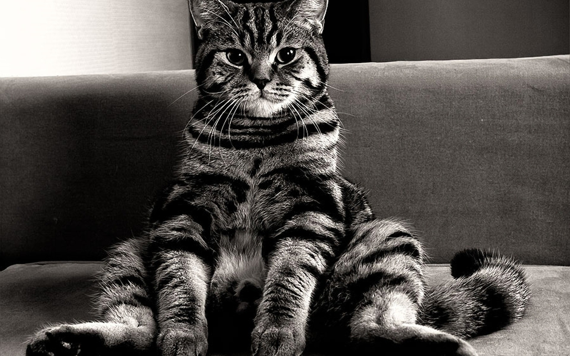 Cats, Monochrome Animal, Sitting,cool, Mobile Phone, - Cat Sitting On Butt - HD Wallpaper 