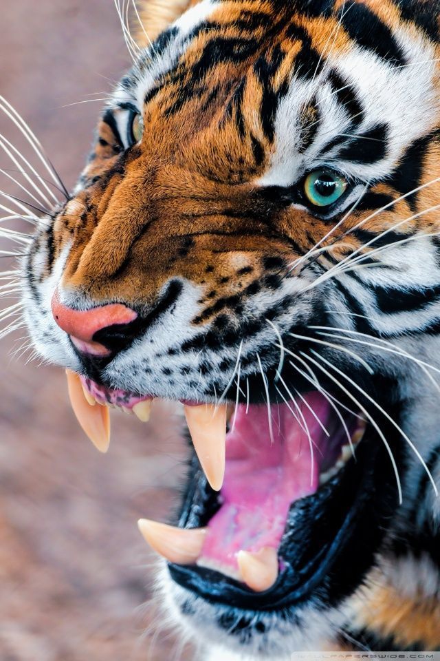 Adorable Tiger Mobile Photos And Pictures Tiger Mobile Hd Tiger Wallpapers 1080p Iphone 640x960 Wallpaper Teahub Io