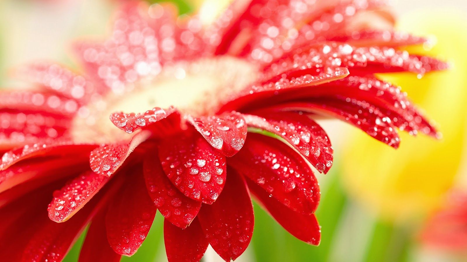 1080p Flower Images Hd - 1600x900 Wallpaper 1080p Flower Images Hd - 1600x900 Wallpaper