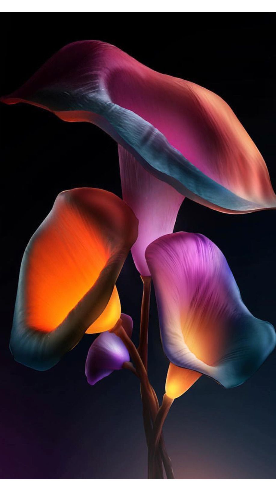 Giant White Arum Lily - HD Wallpaper 