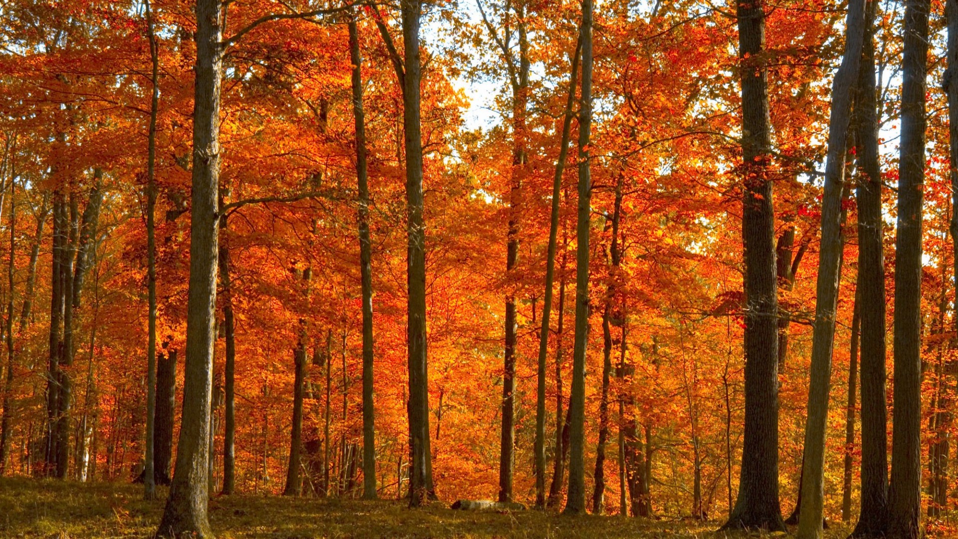 Yellow-red Autumn Forest - Forest Fall Backgrounds - HD Wallpaper 