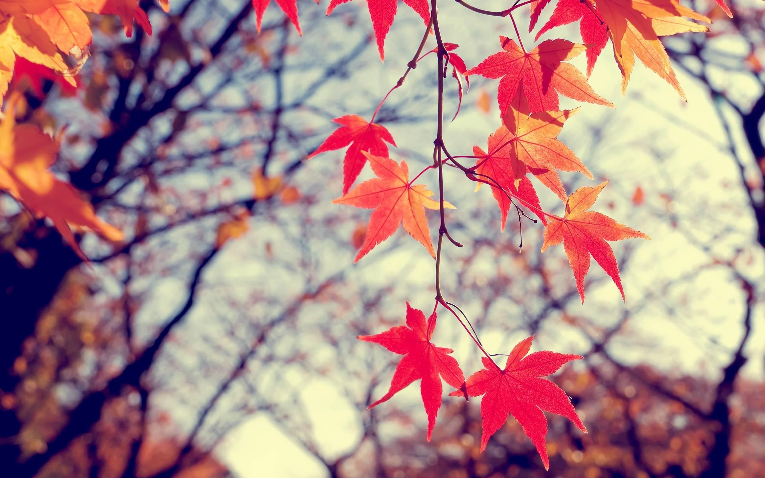 Autumn Leaves And Spring Flowers - HD Wallpaper 