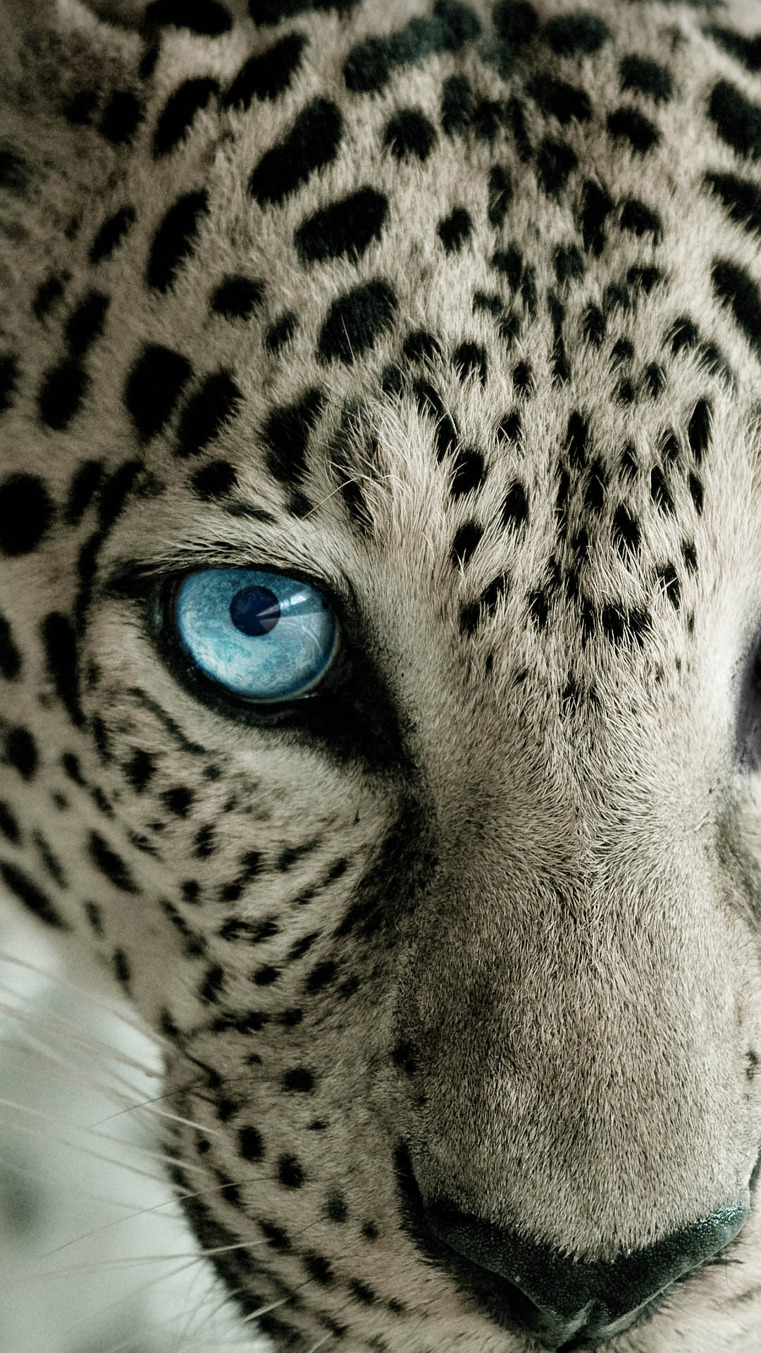 Leopard Wallpaper 1080p On Hd Wallpaper - Snow Leopard Blue Eyes -  1080x1920 Wallpaper 