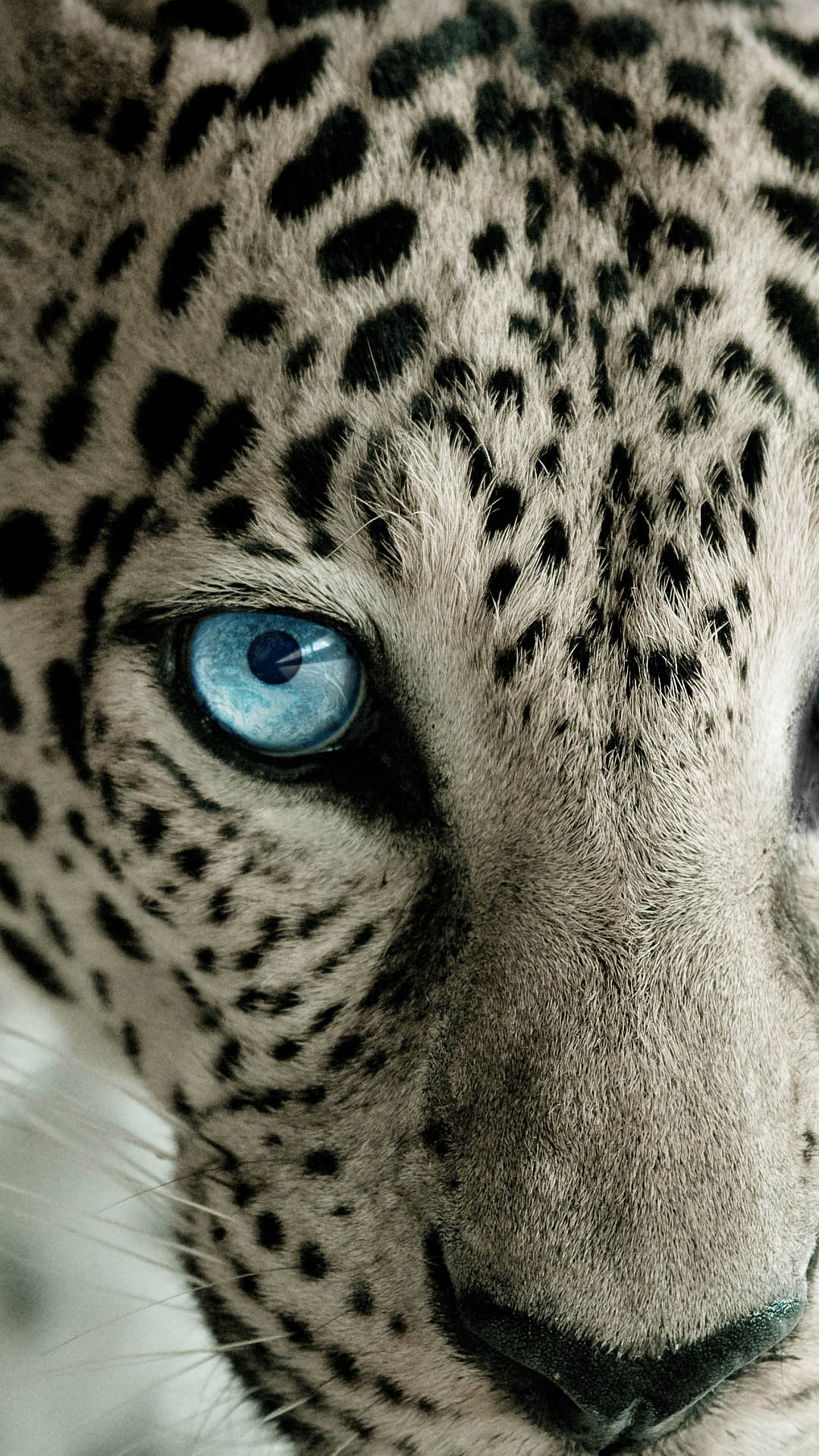 Leopard Wallpaper 1080p On Hd Wallpaper - Snow Leopard Blue Eyes - HD Wallpaper 