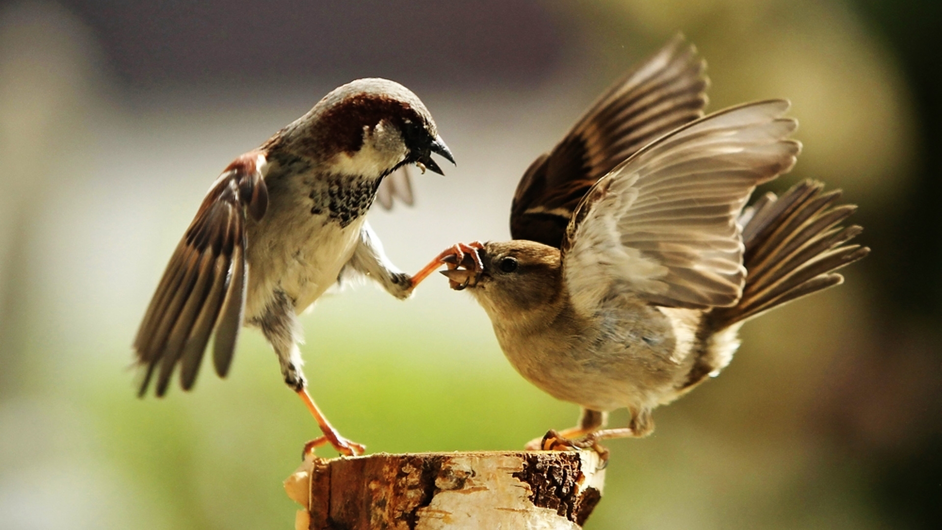 Birds 1080p Wallpaper - Free Hd - HD Wallpaper 