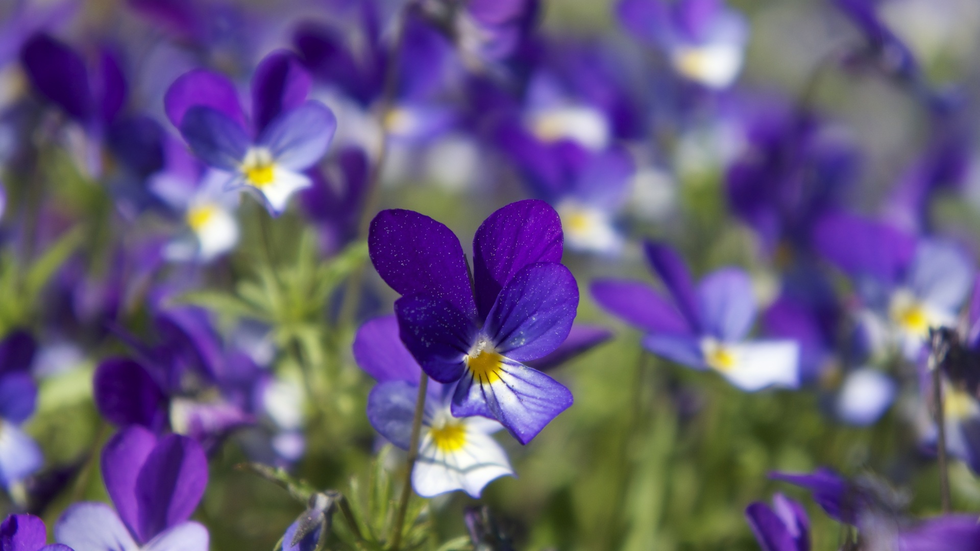 제비꽃 배경 화면 - HD Wallpaper 