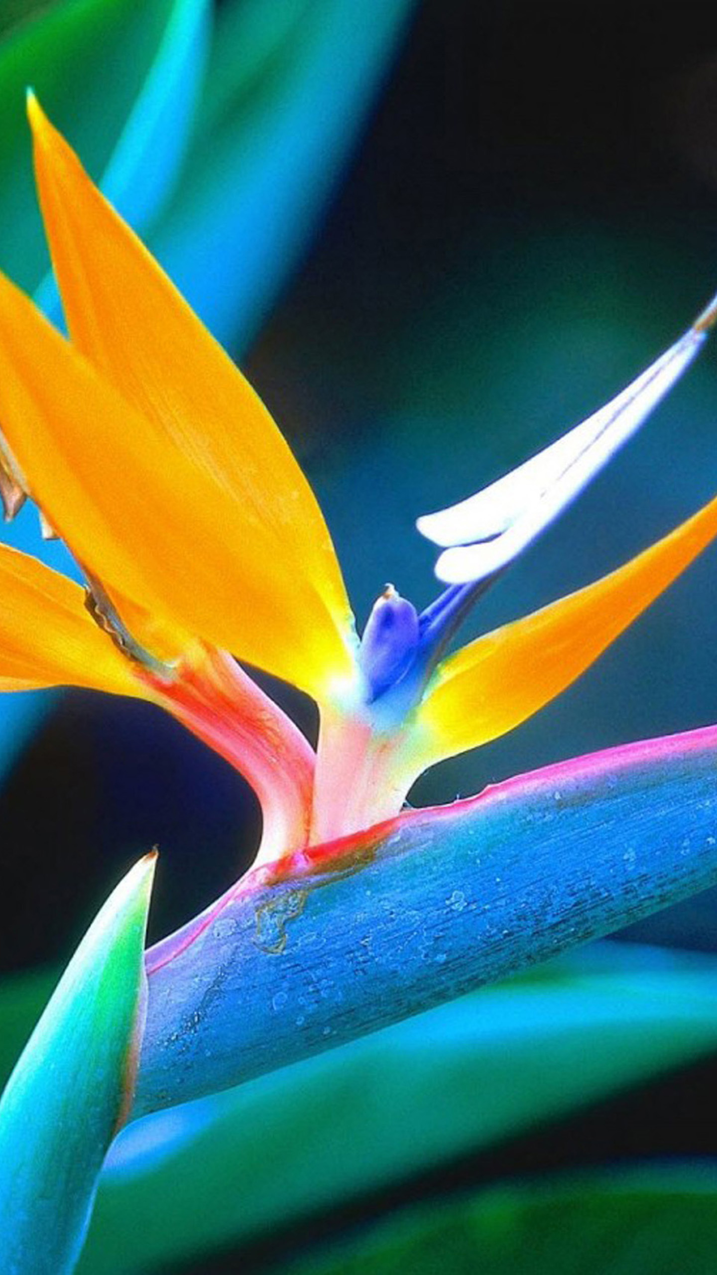 Samsung Galaxy Note 4 Px 4k Ultra Hd Photos - Blue And Orange Flower Plant - 1440x2560 Wallpaper Samsung Galaxy Note 4 Px 4k Ultra Hd Photos - Blue And Orange Flower Plant - 1440x2560 Wallpaper