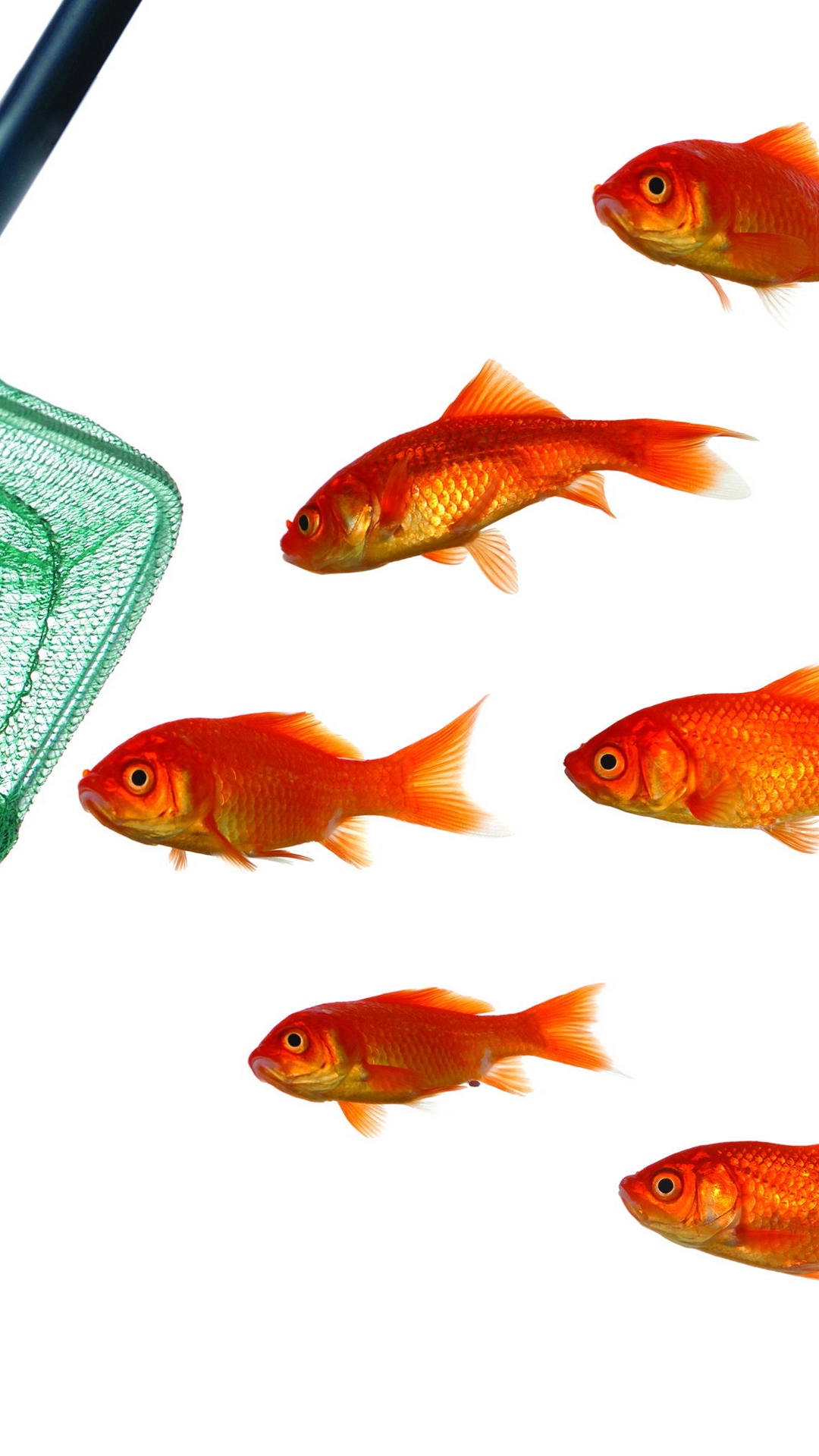 Wallpaper Fish, Pack, Landing Net, White Background - Mini Fish Hd White Background - HD Wallpaper 