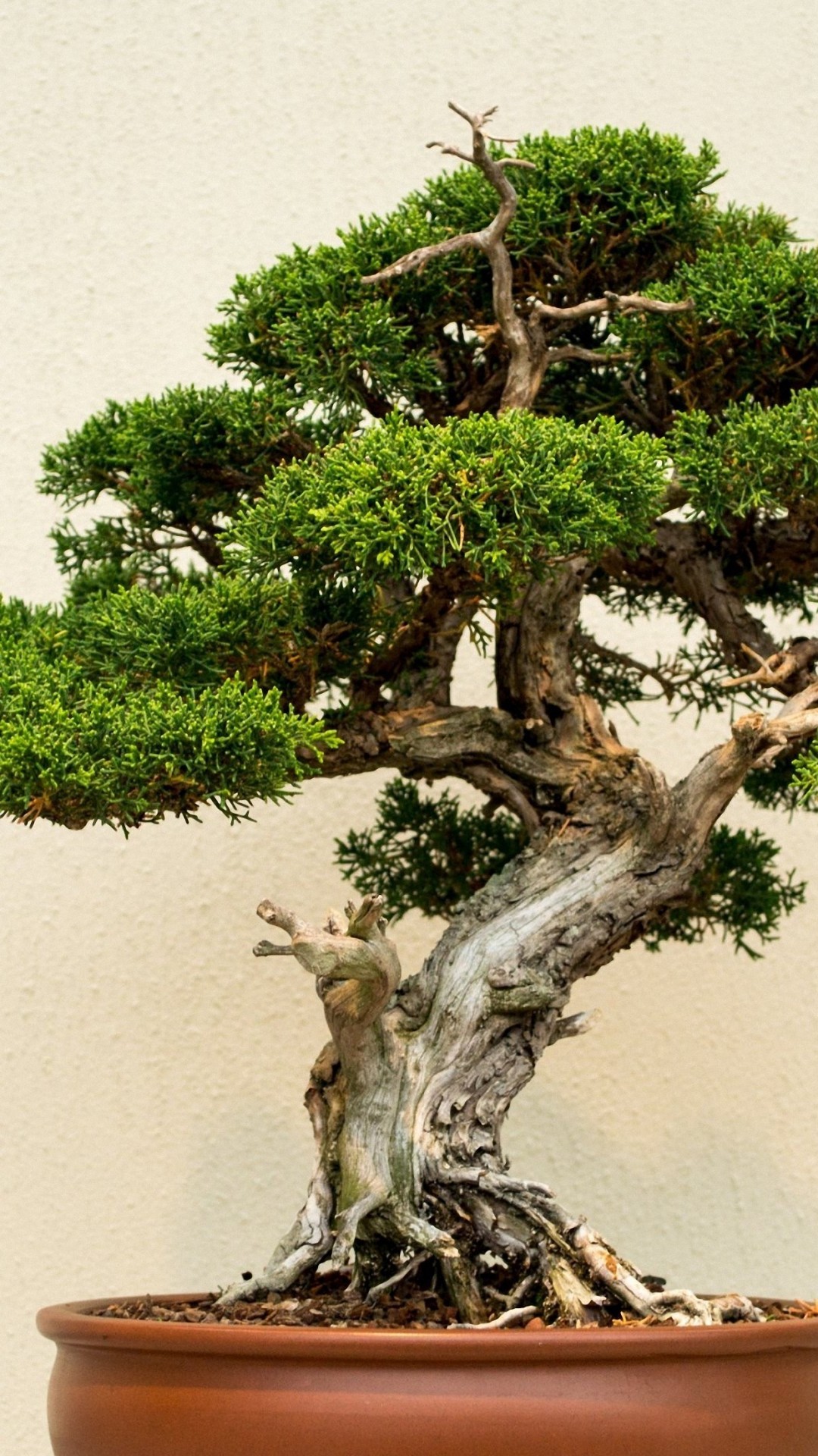 Bonsai Wallpaper Iphone - HD Wallpaper 