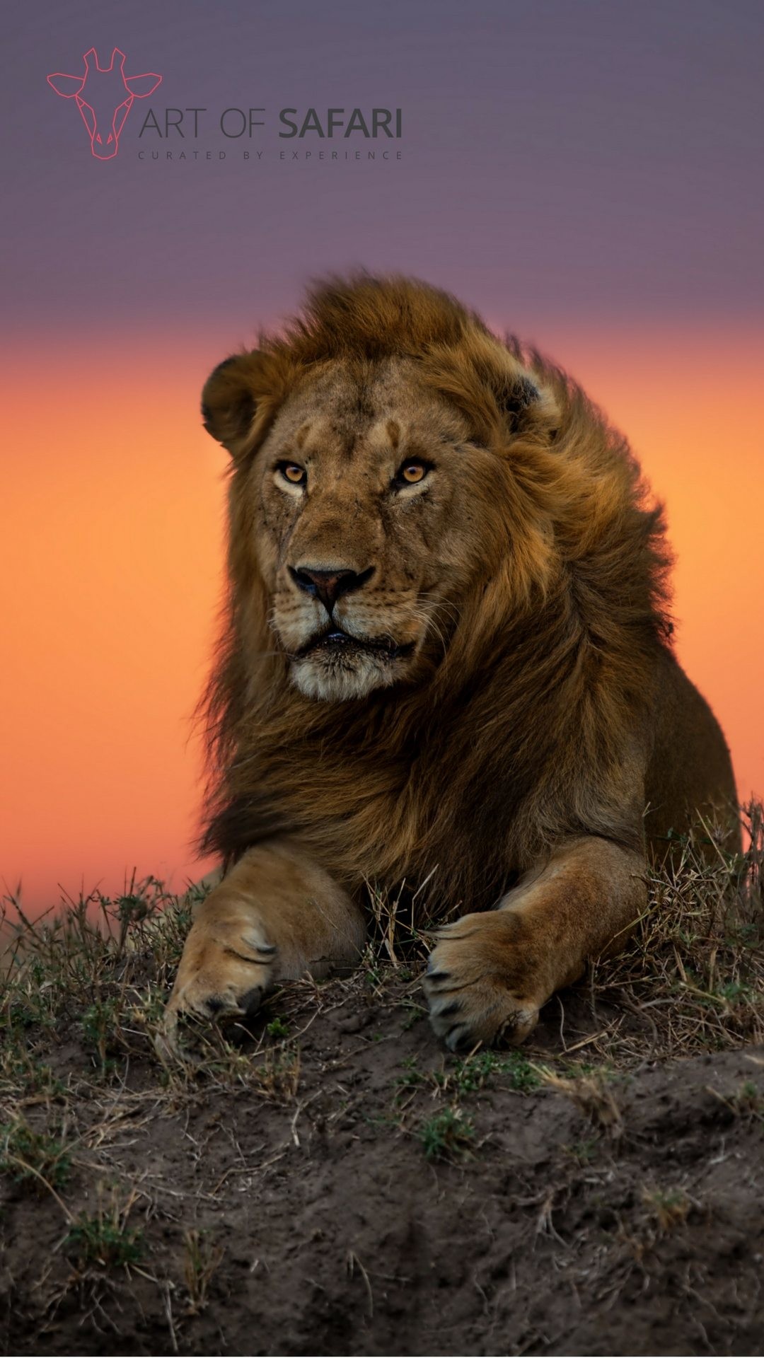 1080x1920, Iphone 6 Plus, Iphone 6s Plus, Iphone 7 - Serengeti Lion - 1080x1920 Wallpaper 1080x1920, Iphone 6 Plus, Iphone 6s Plus, Iphone 7 - Serengeti Lion - 1080x1920 Wallpaper