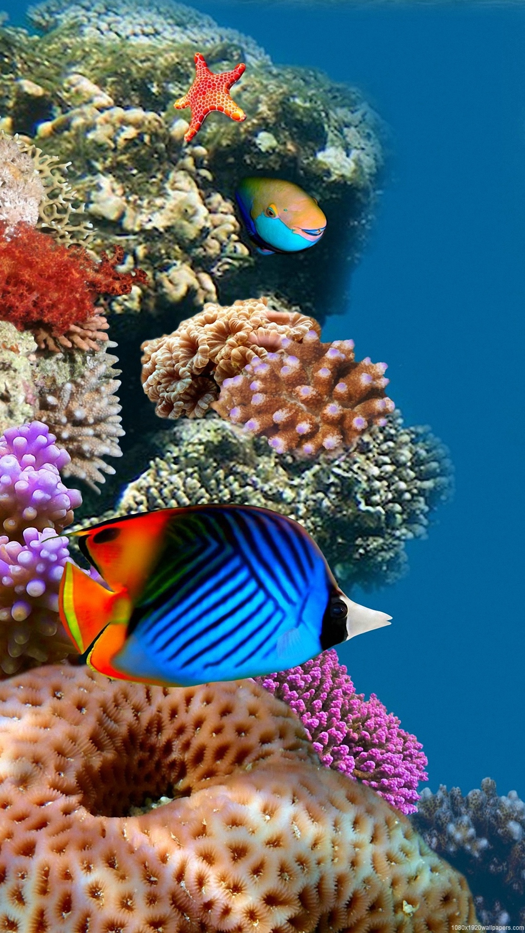 Desktop Aquarium Wallpapers Hd - Aquarium Wallpaper For Iphone - HD Wallpaper 