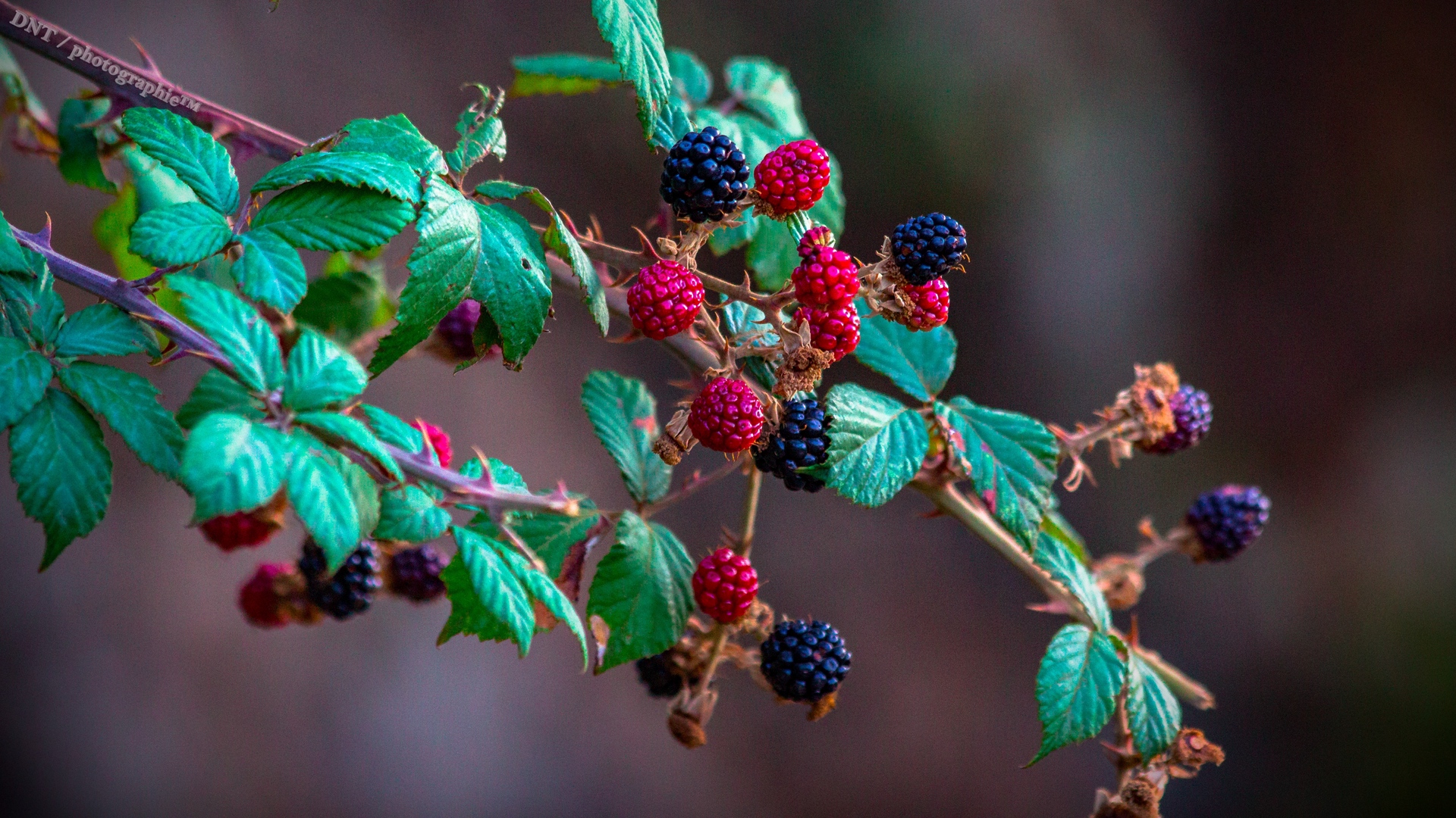 Wallpaper Blackberry, Raspberry, Berry, Branch, Bush - HD Wallpaper 