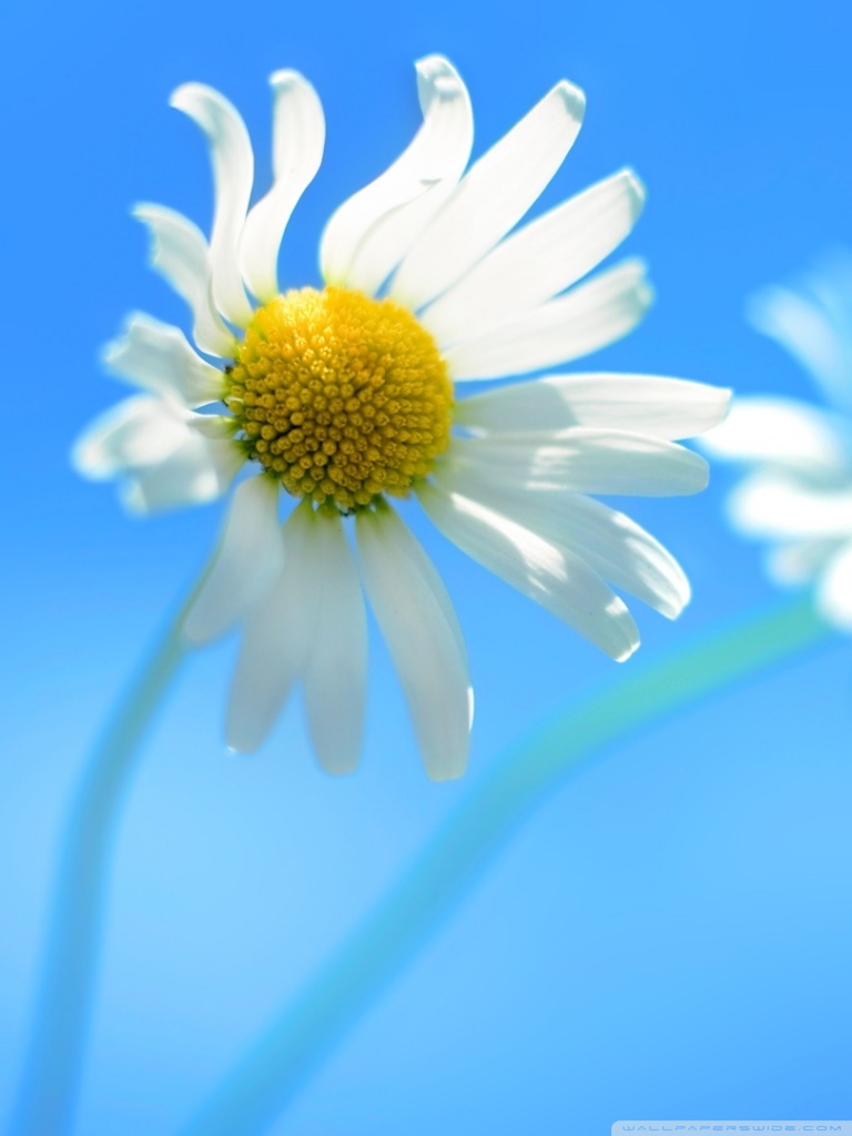 Win 8 Wallpaper For Mobile - HD Wallpaper 