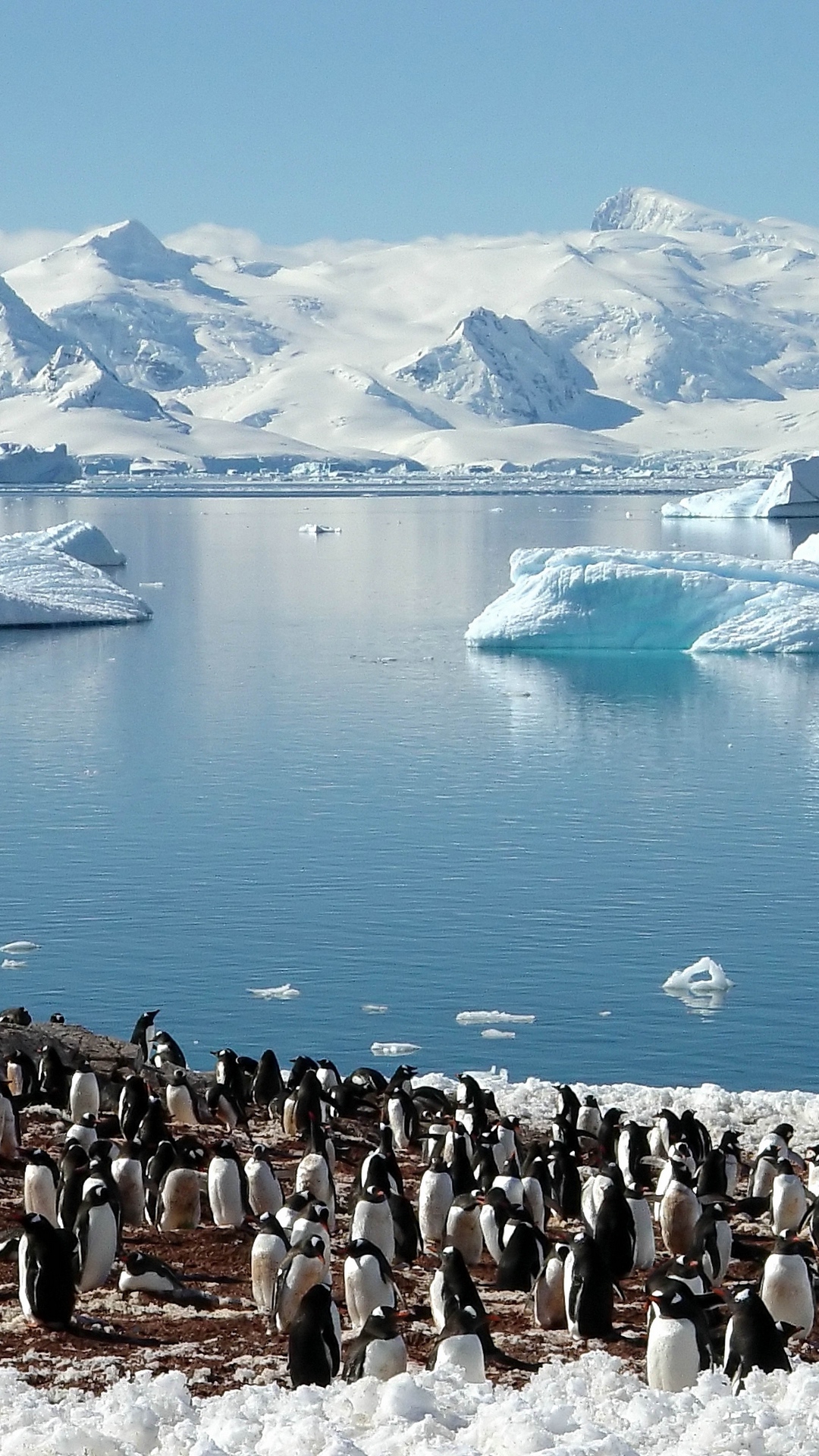 Wallpaper Enguins, Sea, Glaciers, Pack, North, Spring - Visit Antarctica - HD Wallpaper 
