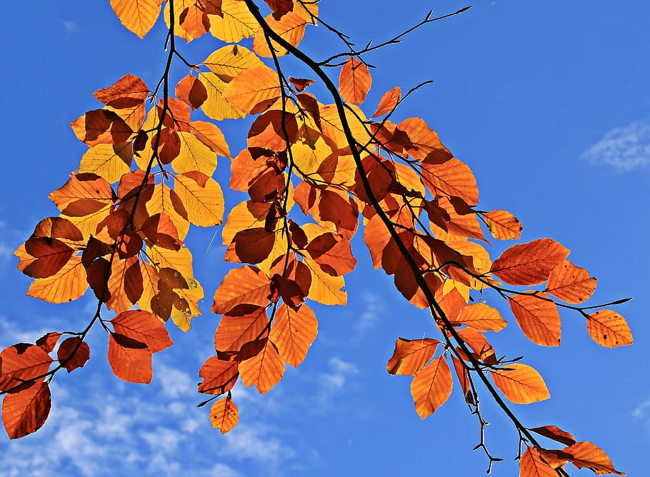 Orange Leafed Tree Photo, Fall Leaves, Autumn, Mood, - Aesthetic Blue Autumn - HD Wallpaper 
