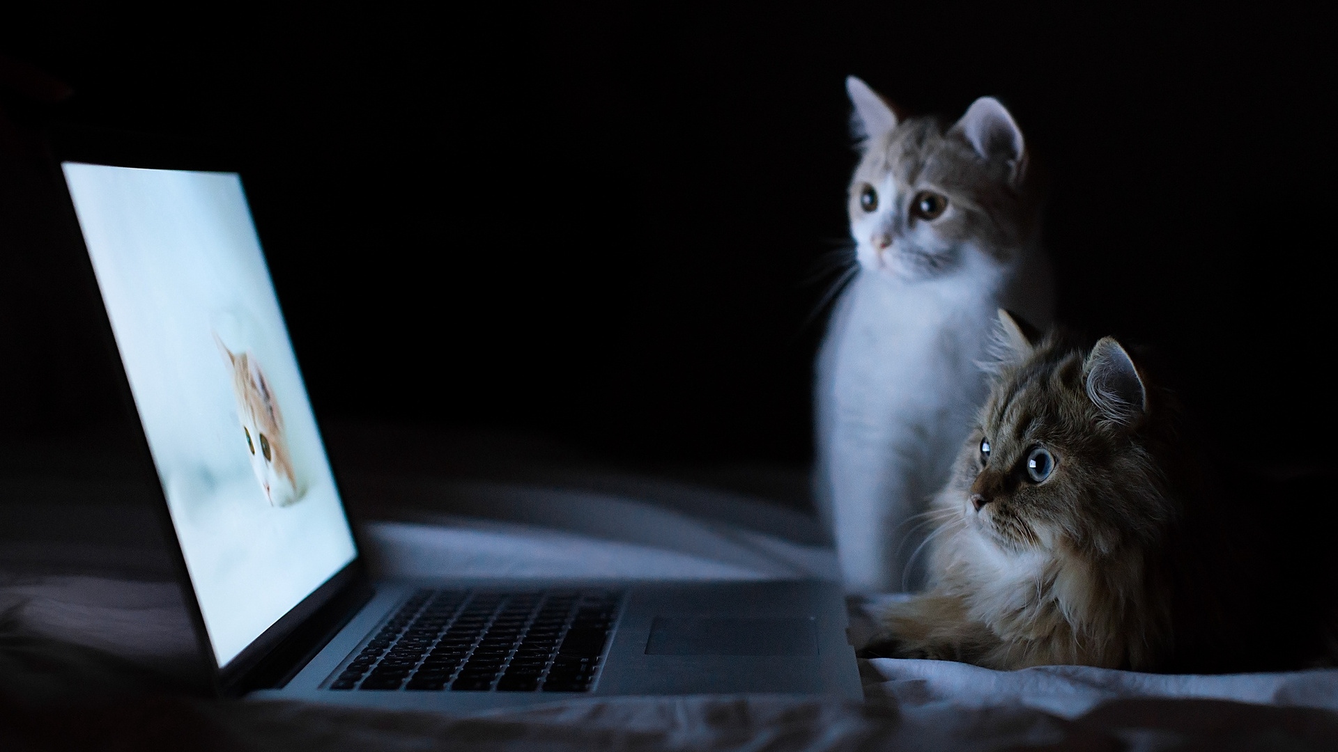 Wallpaper Cats, Couple, Laptop, Lie Down, Rest, Curiosity - Hd Wallpaper Cat - HD Wallpaper 