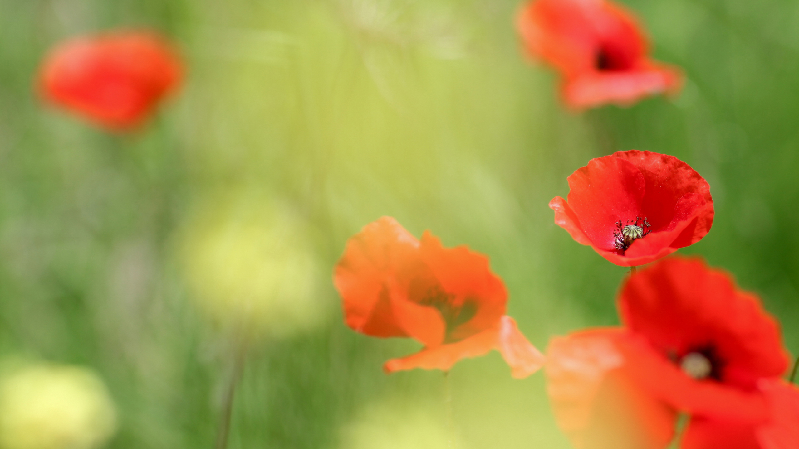 Corn Poppy - HD Wallpaper 
