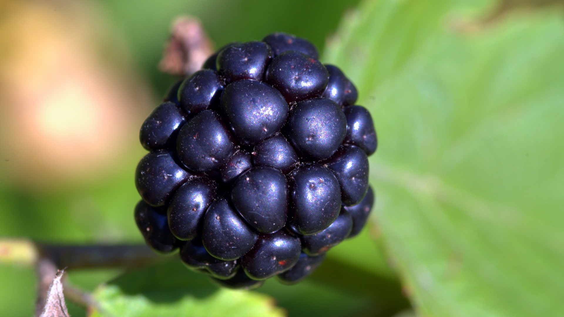 Wallpaper Blackberry, Berry, Close-up - Обои Макро Фотография Ягоды Ежевики - HD Wallpaper 
