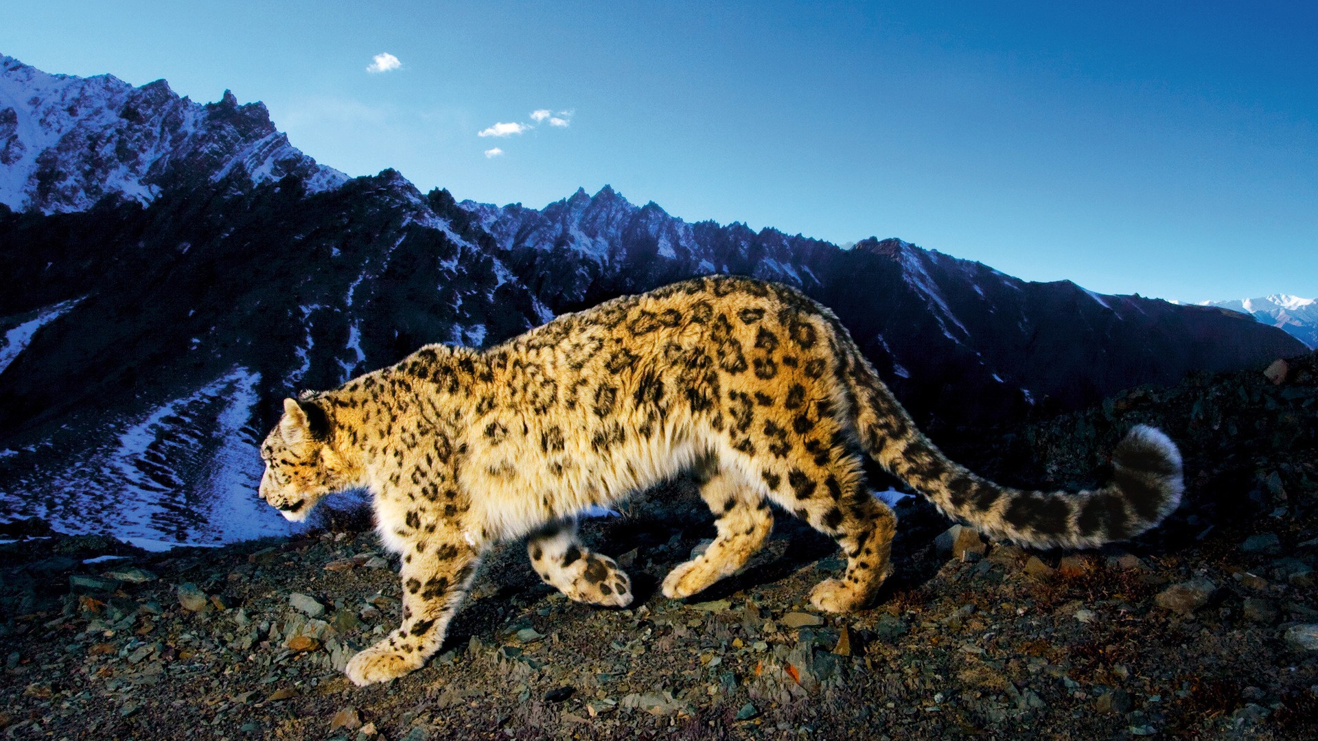 Full Pictures Hd 1080p Full Hd Windows 10 Backgrounds - Apple Wallpaper Snow Leopard - HD Wallpaper 