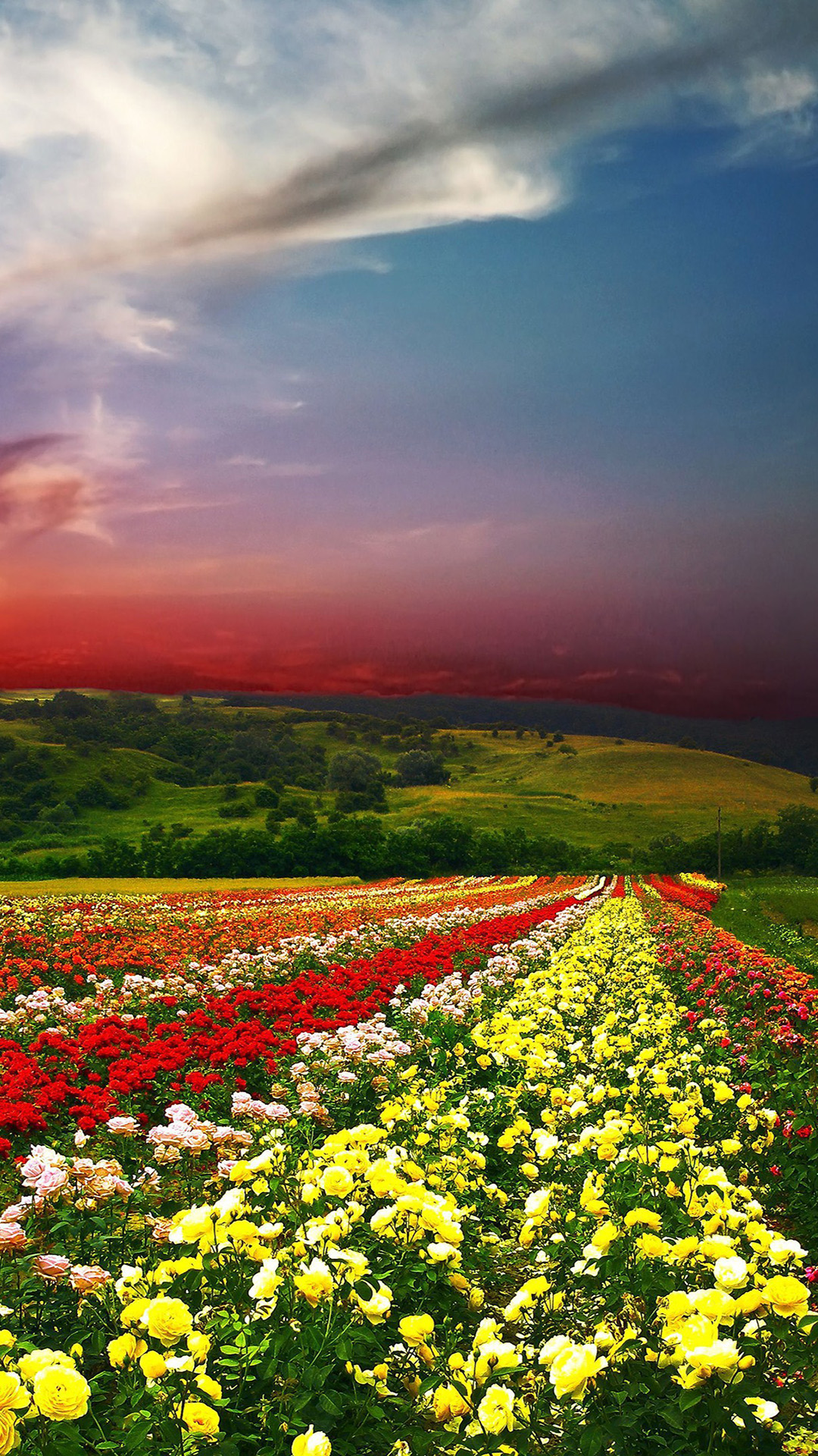 Beautiful View Of Flowers - 1080x1920 Wallpaper 