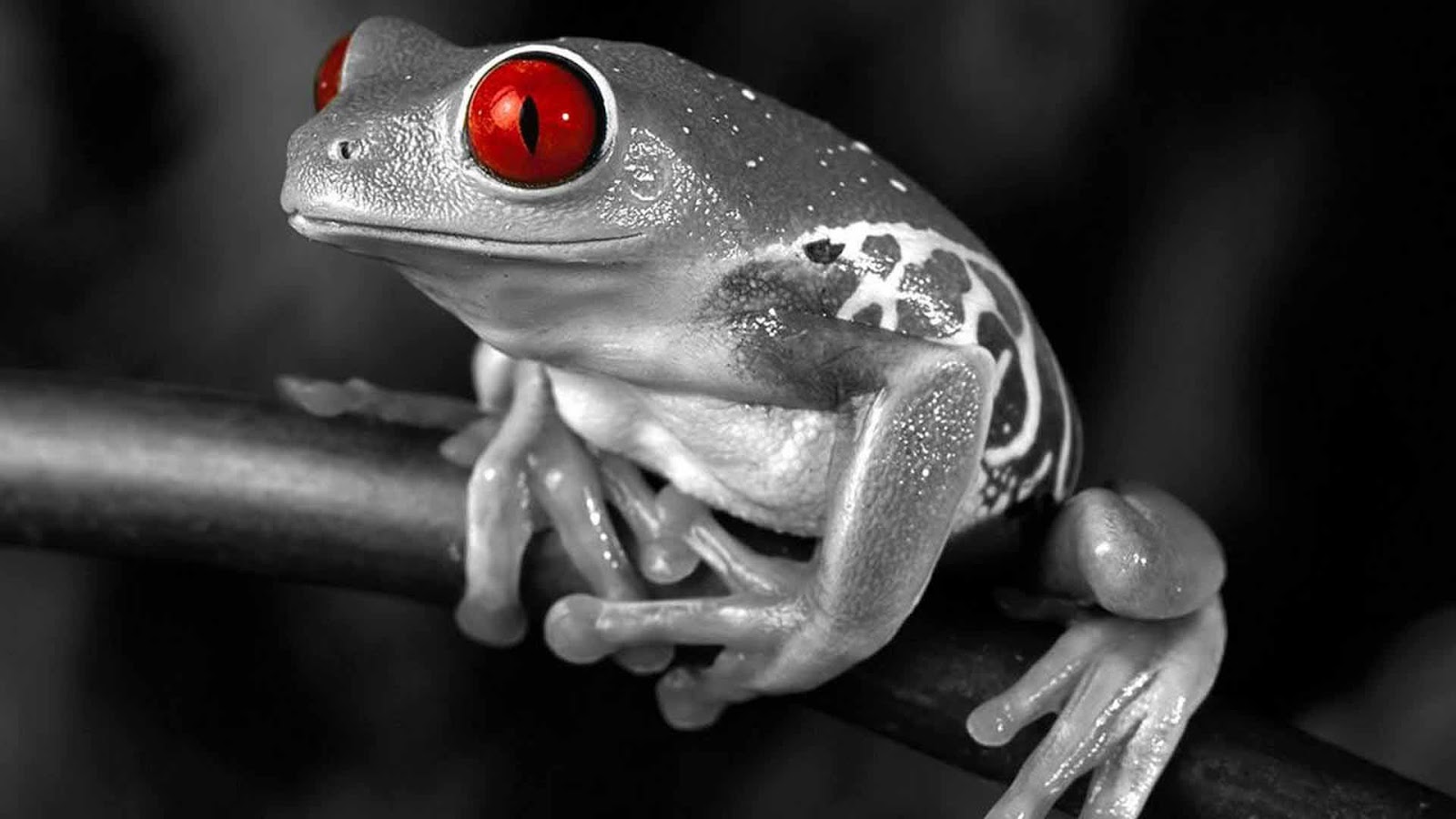 Hd Wallpapers 1080p Mario Wallpapers - Red Eye Frog Black And White - HD Wallpaper 