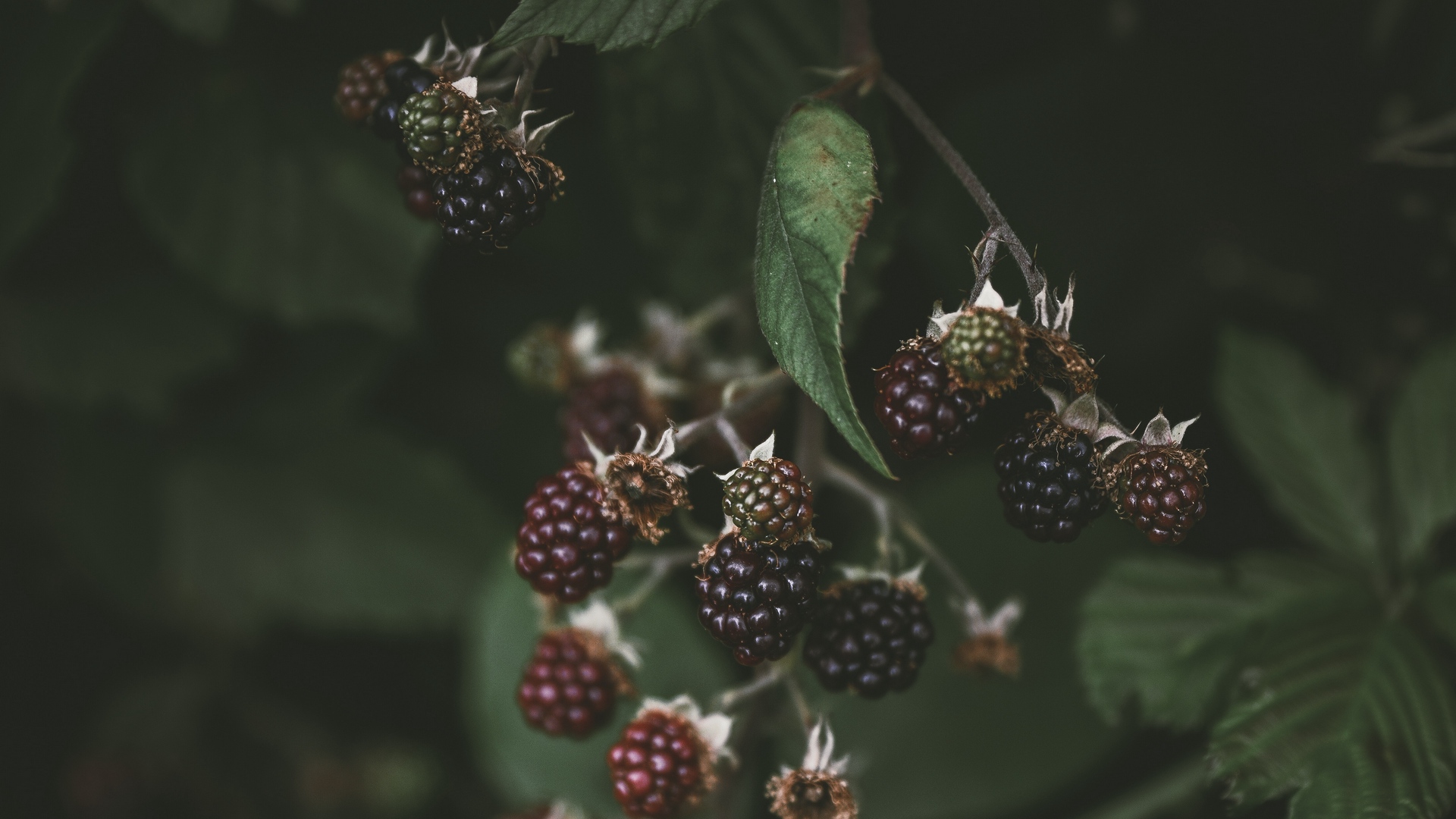 Wallpaper Blackberry, Raspberry, Berries, Macro, Blur - Blackberry - HD Wallpaper 