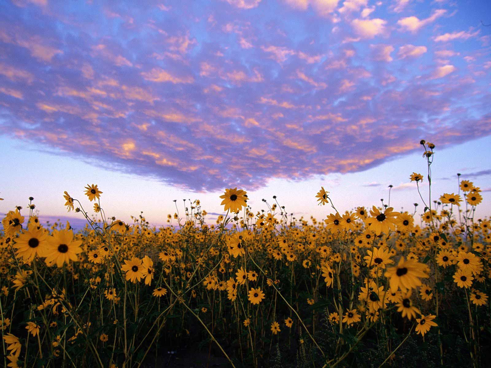 Heaven And Earth Nature - HD Wallpaper 