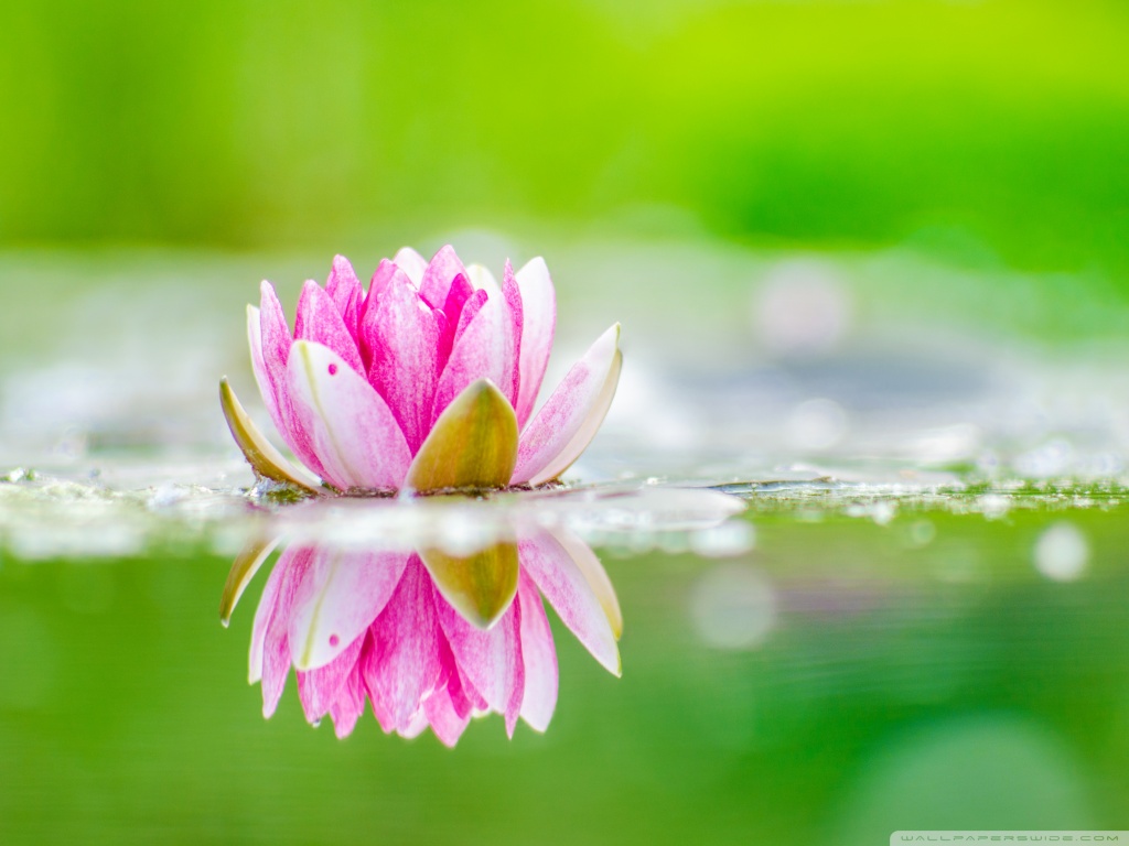 Water Lily Images Hd - HD Wallpaper 