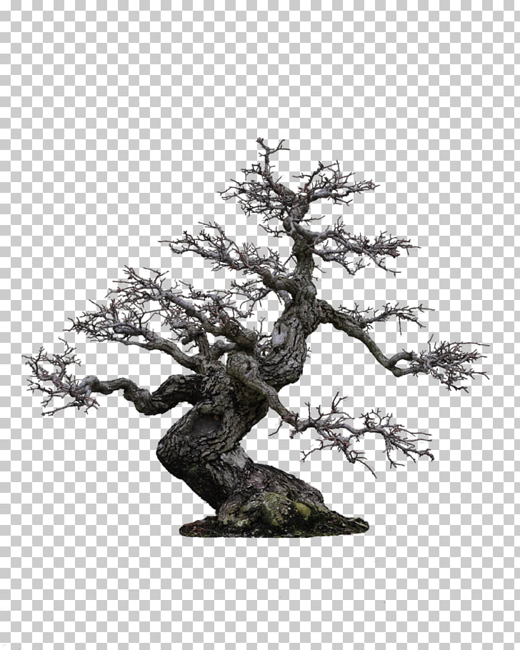 Crabapple Bonsai - HD Wallpaper 