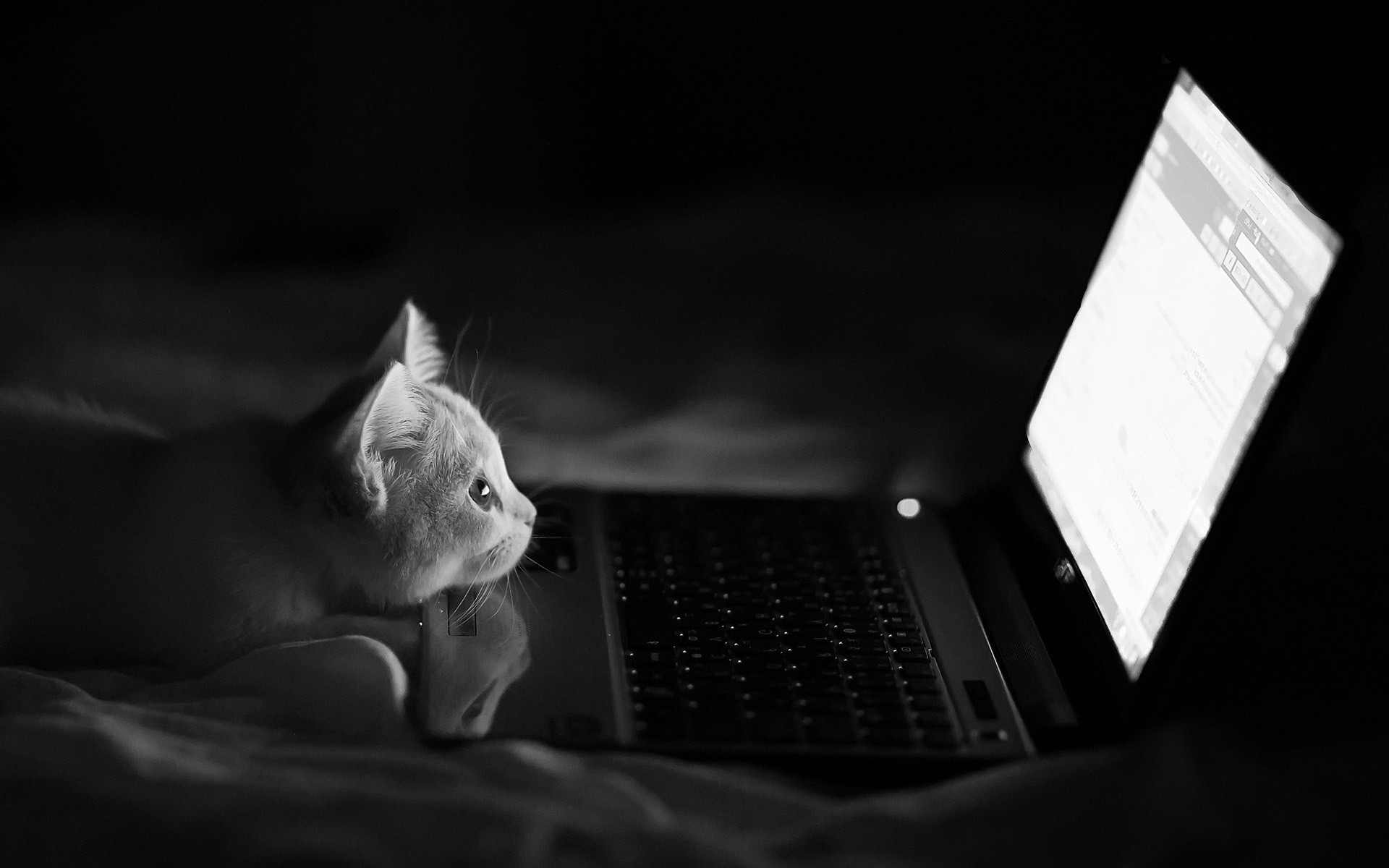 Cat Wallpaper Using Laptop Hd - HD Wallpaper 