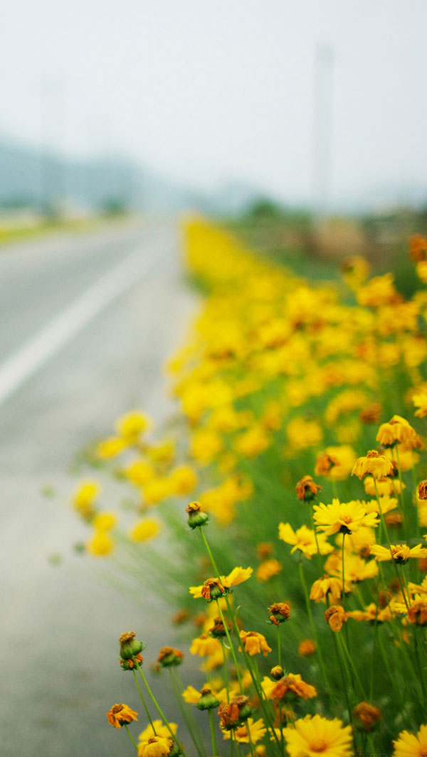 Yellow Flowers Iphone 6 - HD Wallpaper 