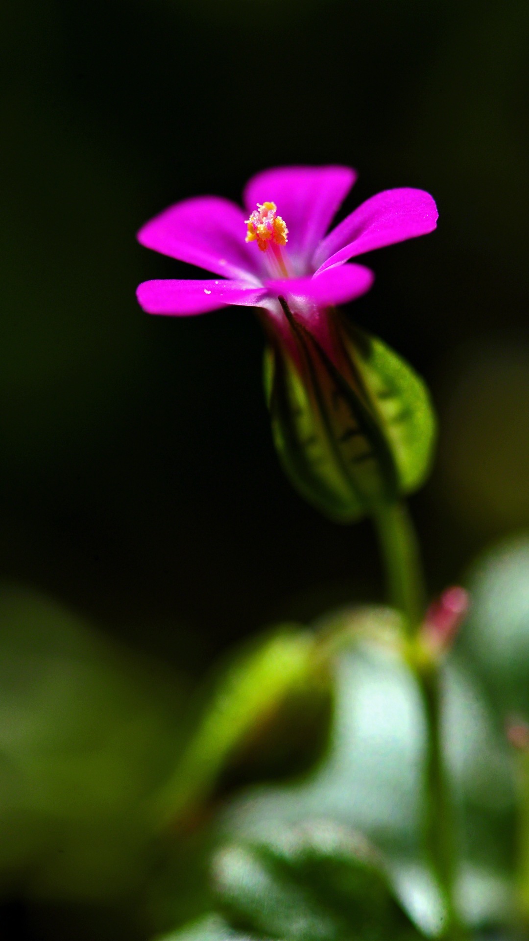 - Wallpaper Gambar - Grazus Paveiksliukai Atsisiusti Nemokamai - HD Wallpaper 